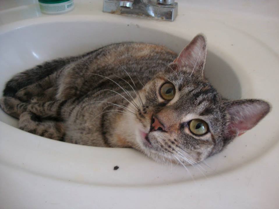 Loxy loves the sink