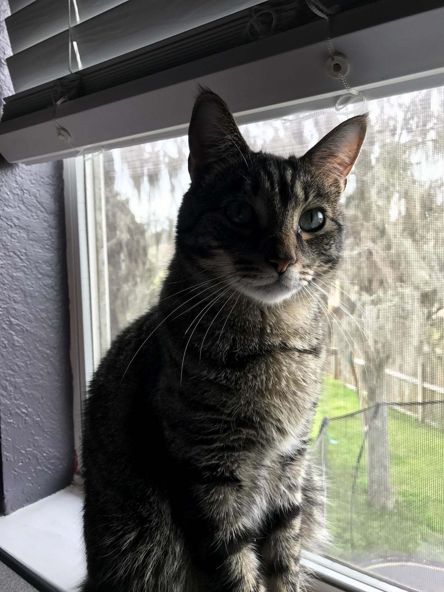My boy bruce waiting patiently for me to stop working sitting in his favorite window.