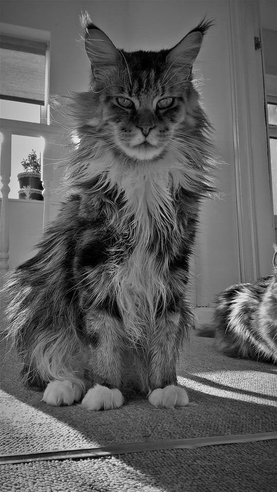 My mighty maine coon leon