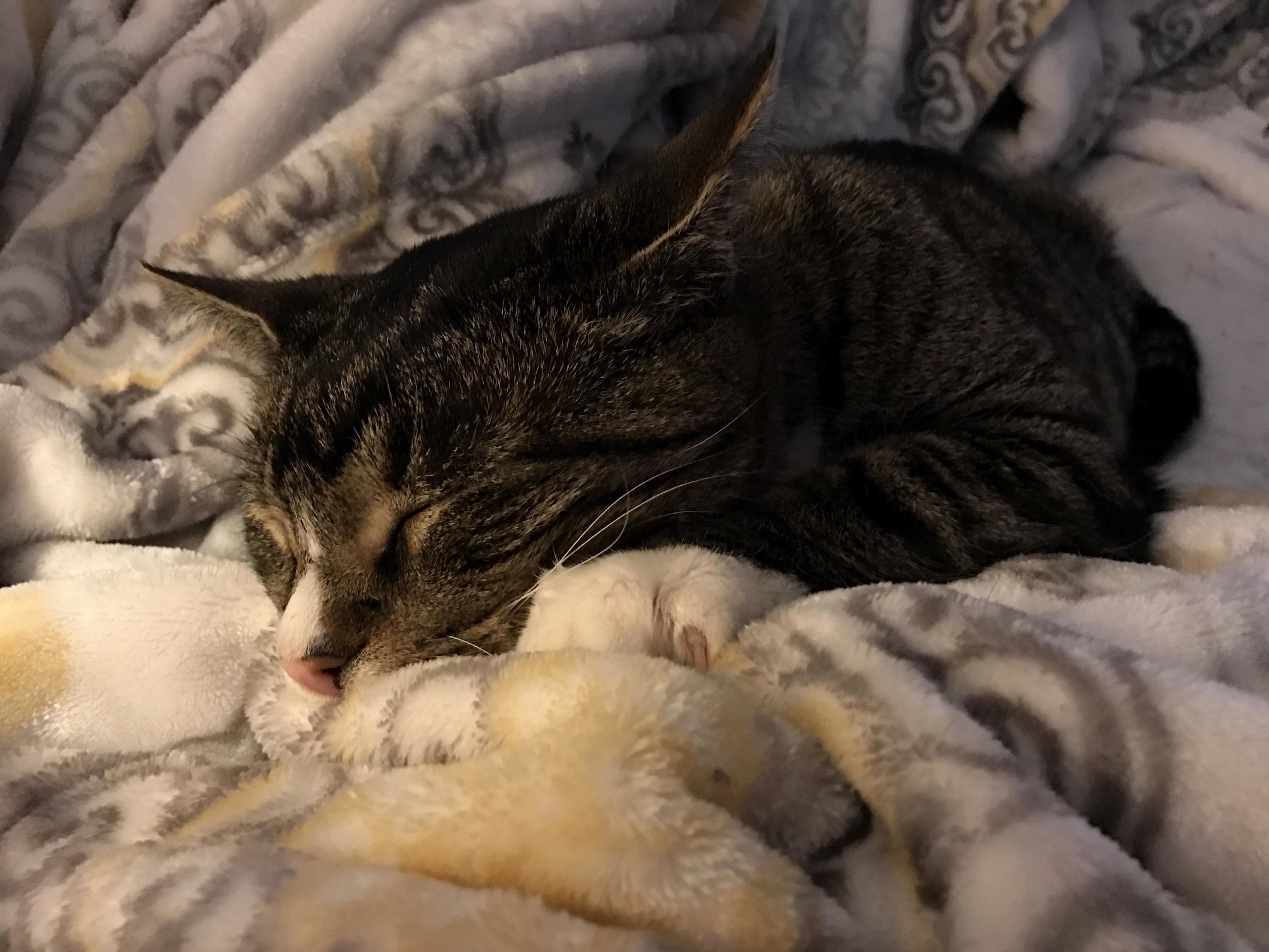 Anyone elses cat love plush blankets