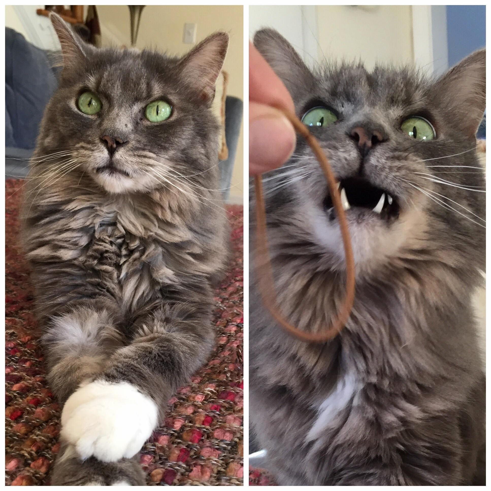 Bowser before and after discovering the hair tie in my hand.