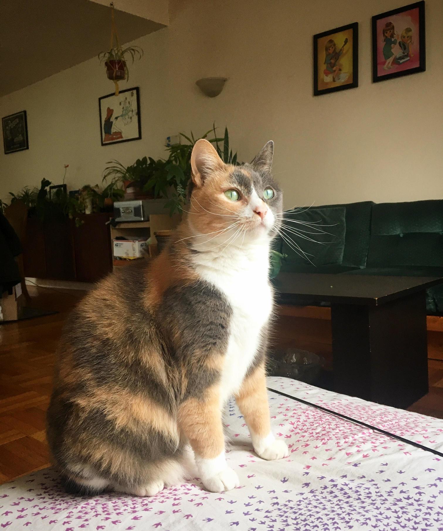 Cat model miss pauline