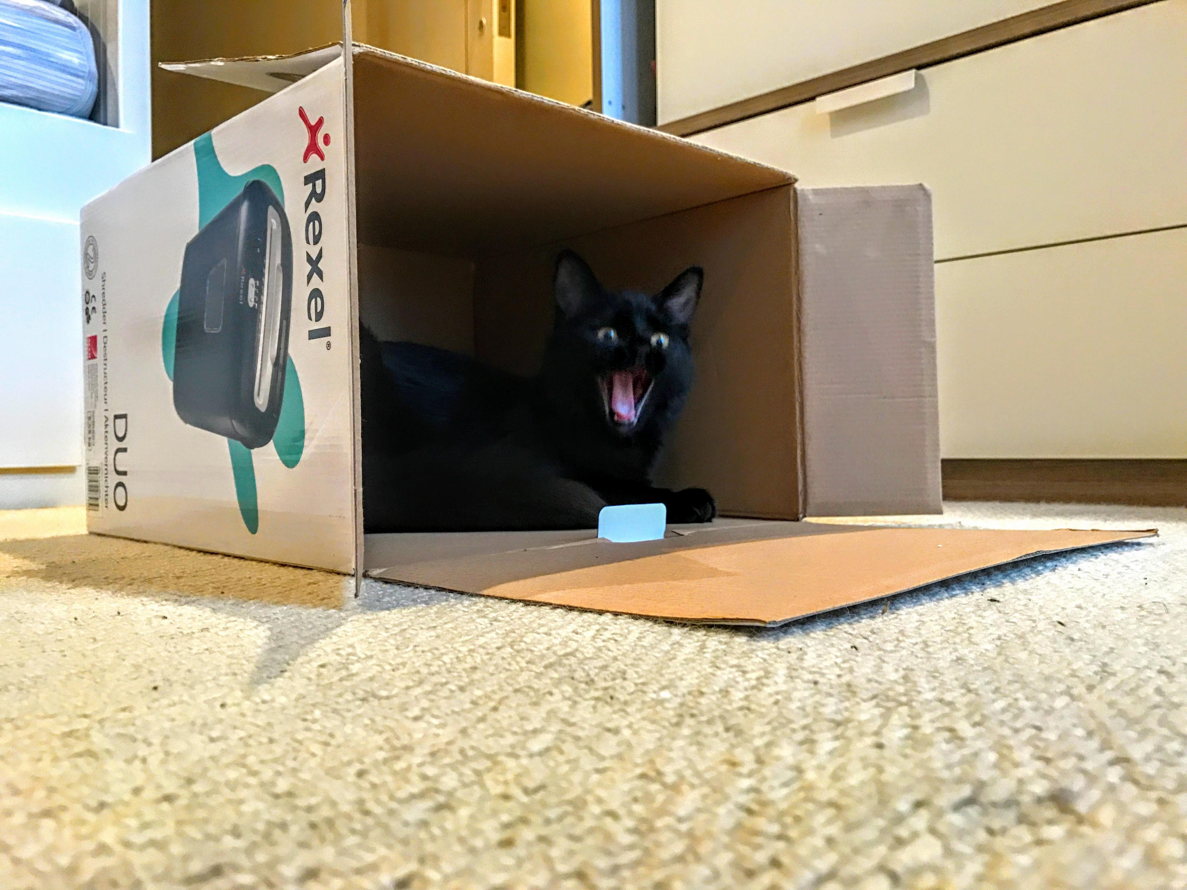 Cats reaction to new shredder box