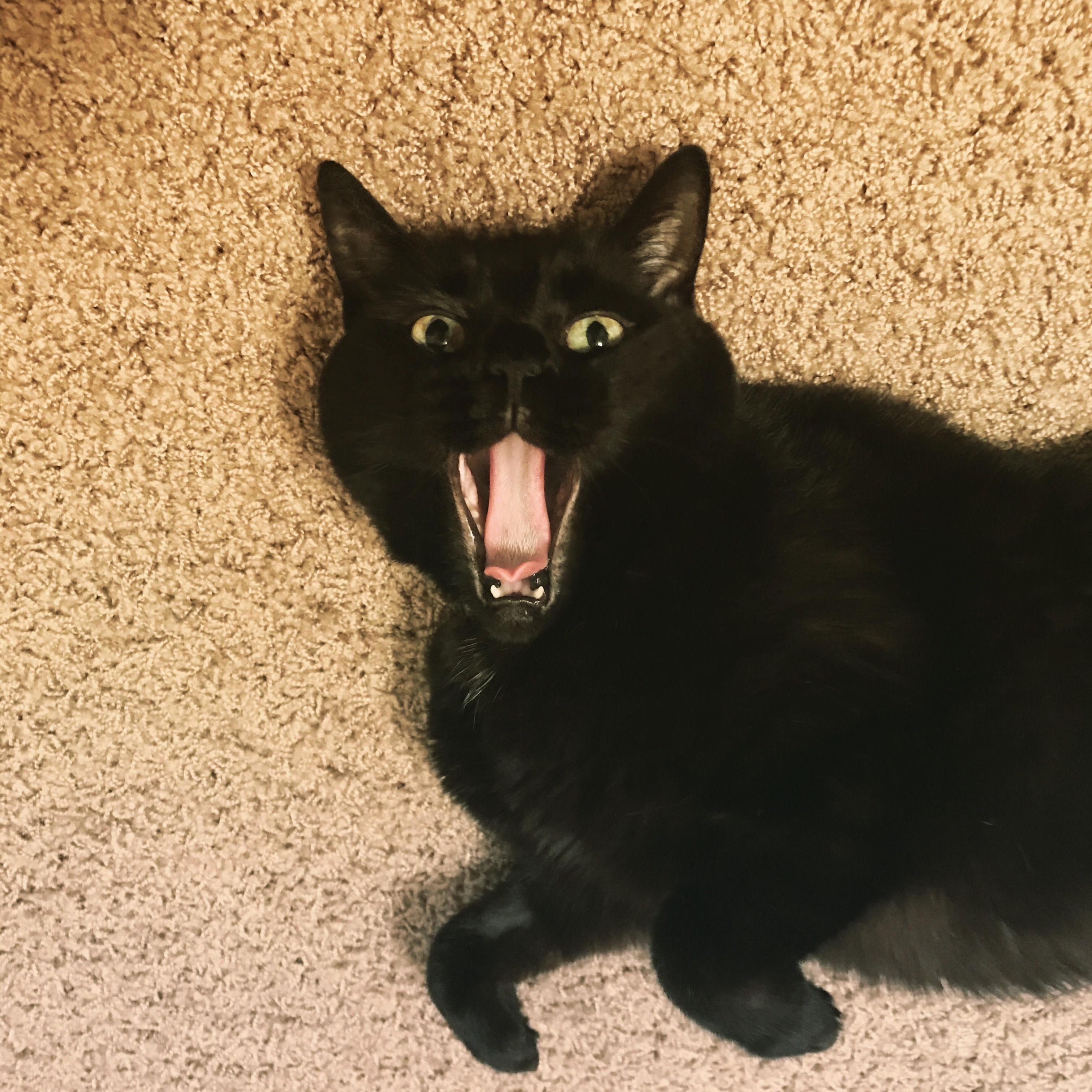 Caught the hellcat mid yawn