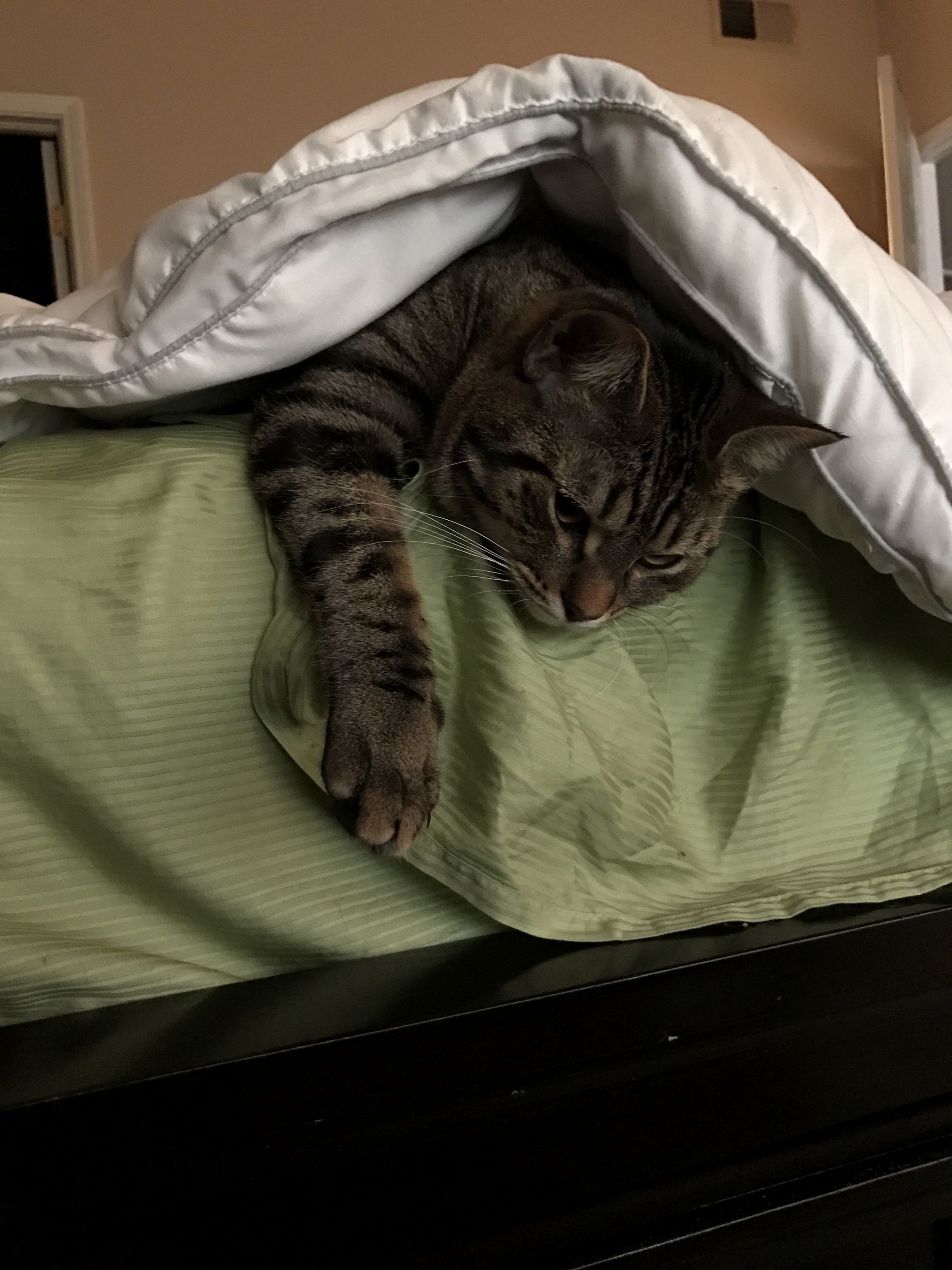 Dexter loves to sleep under covers