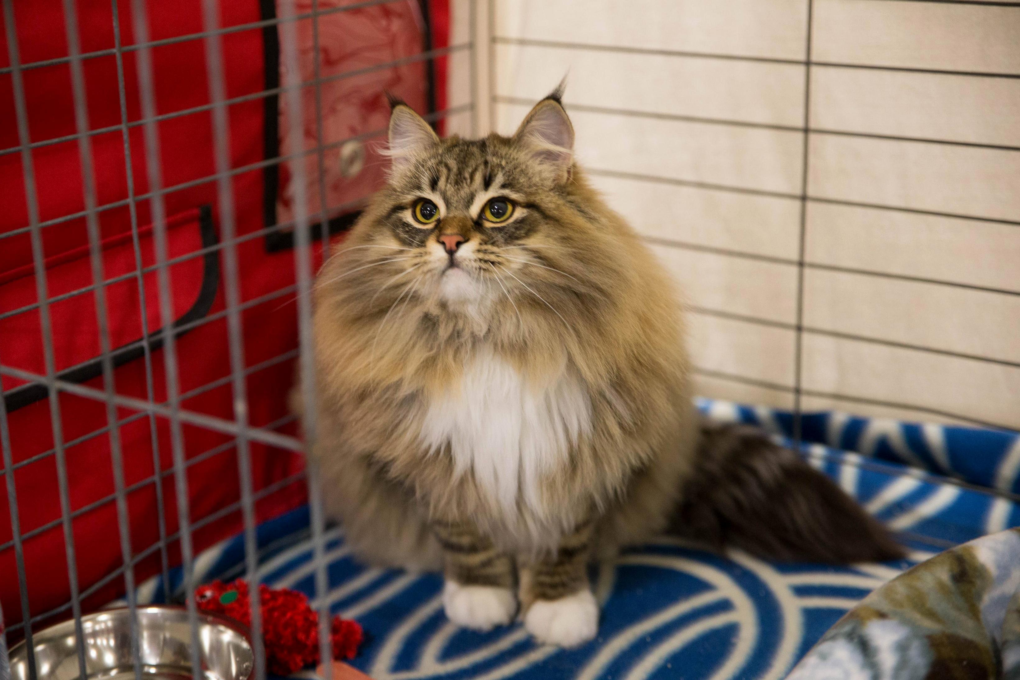 Floof taken at the san diego cat show