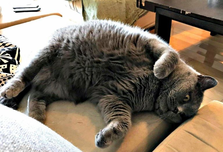 Bad Omen Cute cats HQ Pictures of cute cats and kittens Free