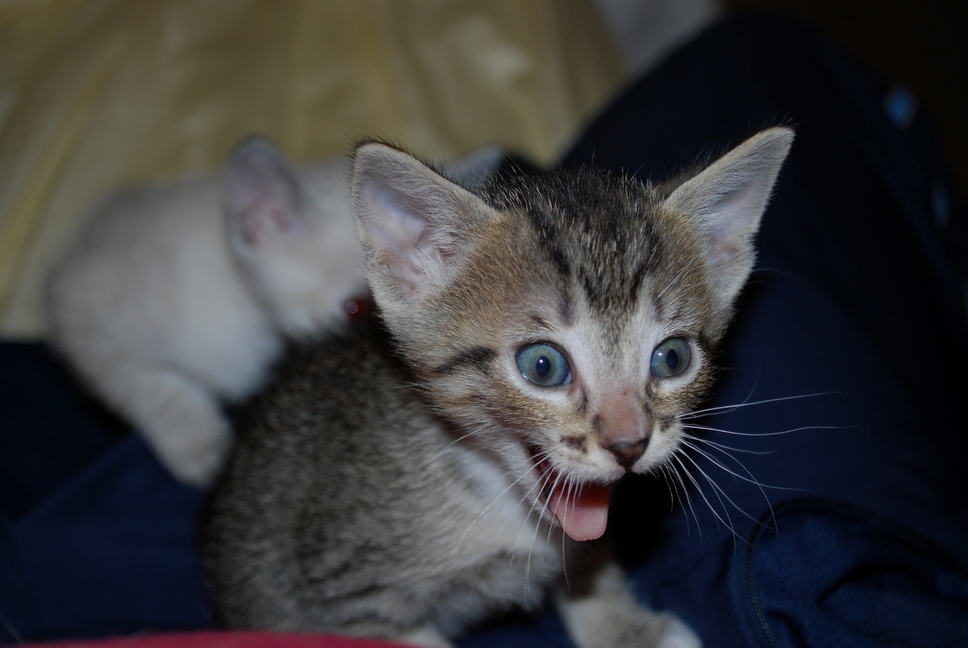Kittens yawning look like theyre terrified