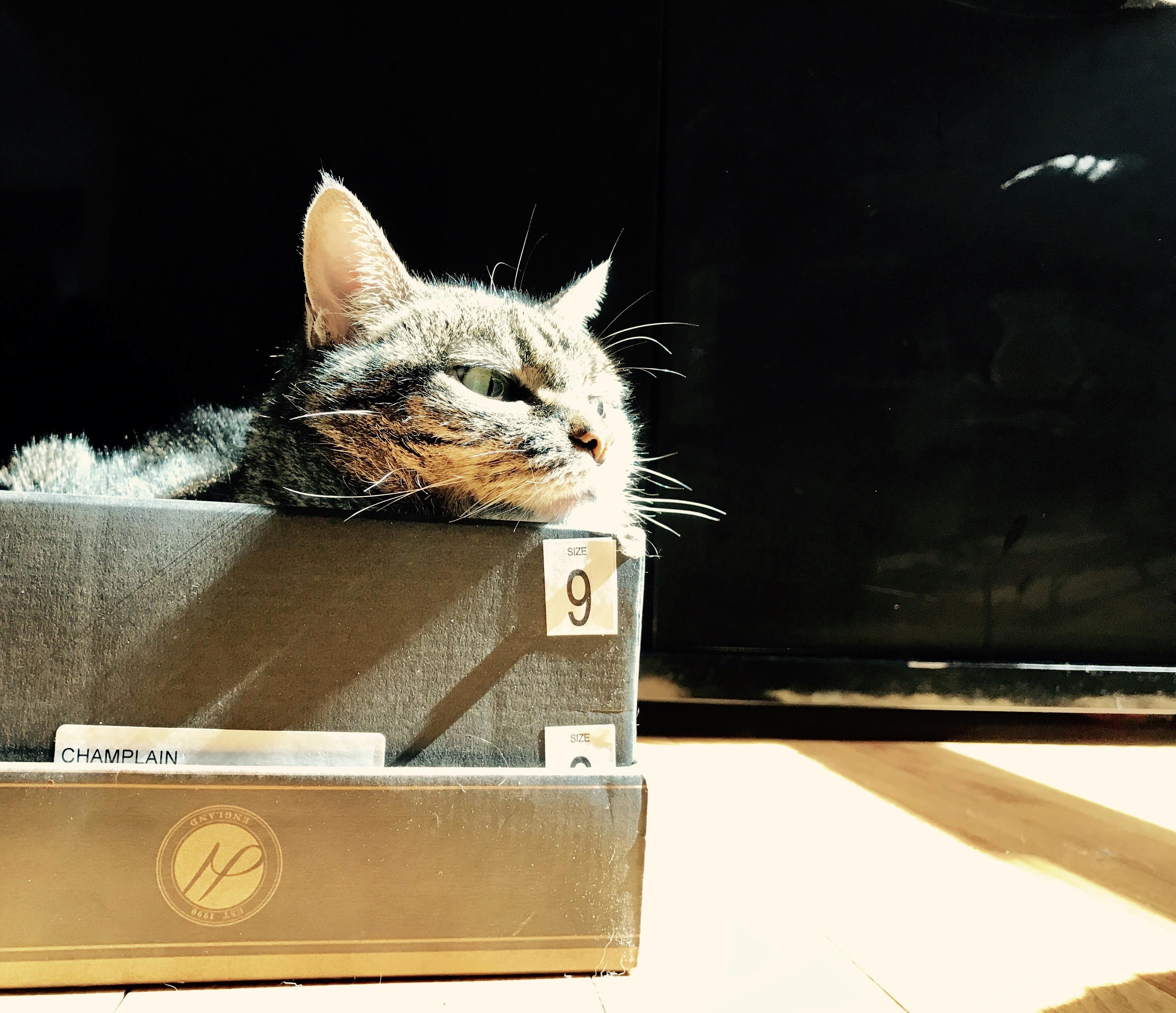 Kitty in a box.