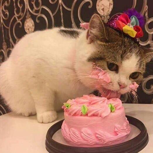 Kitty loves cake