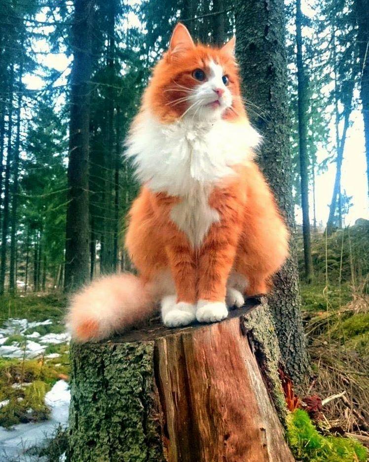 Majestic forest cat