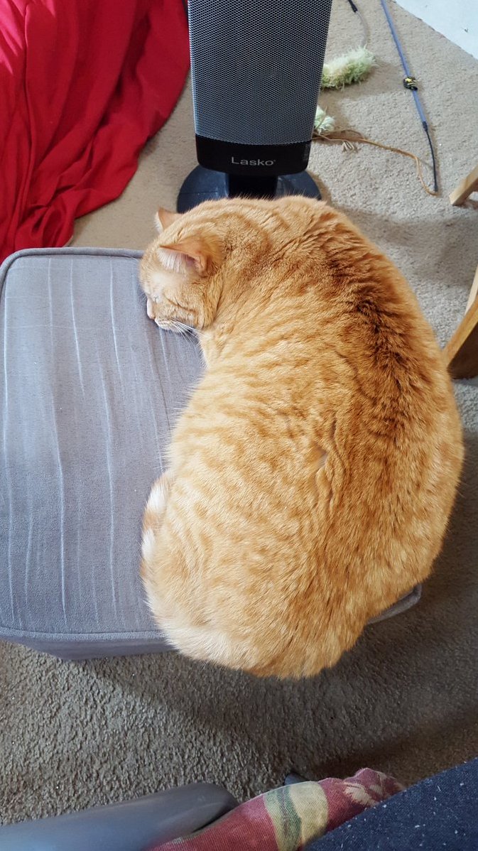 Mango takes up more of the ottoman each day