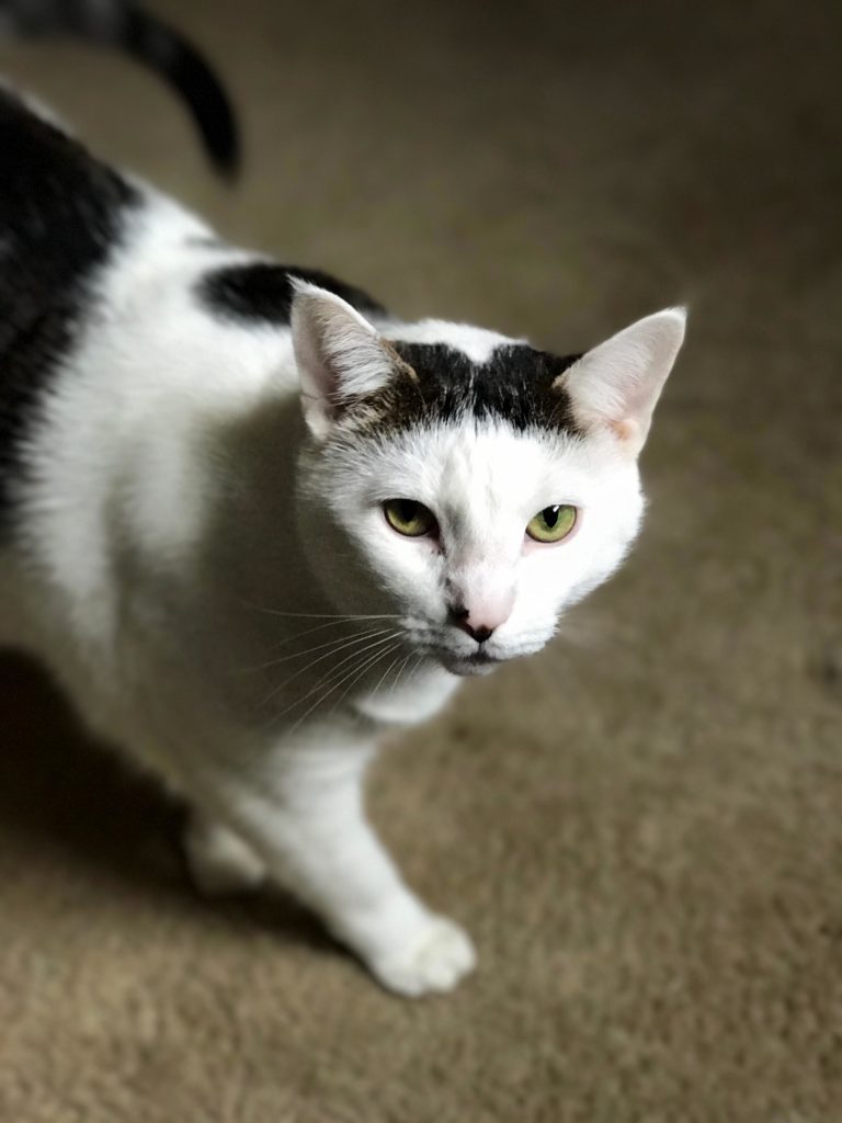 let me stalk my prey Cute cats HQ Pictures of cute cats and kittens