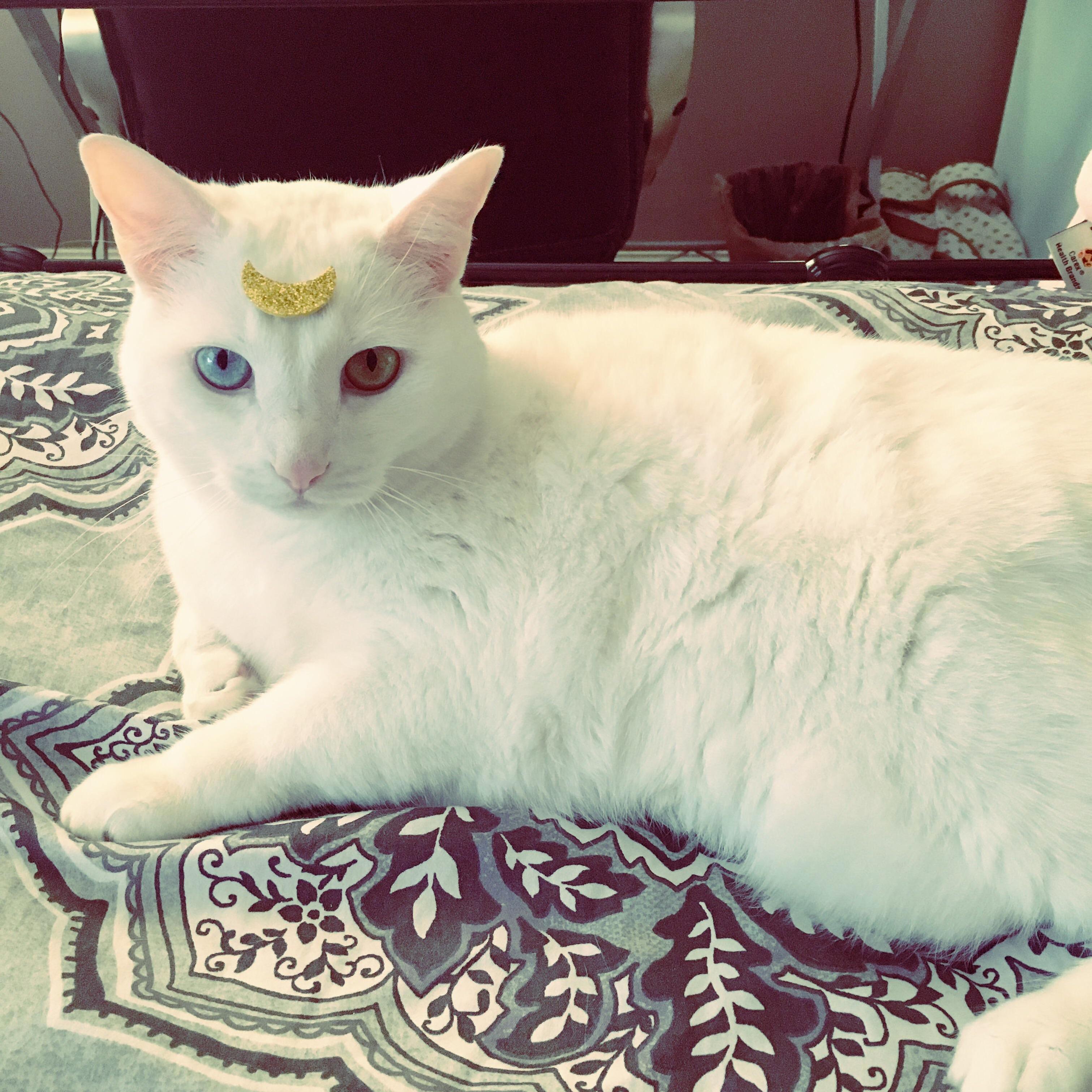 My cat could have been artemis from sailor moon in another life.