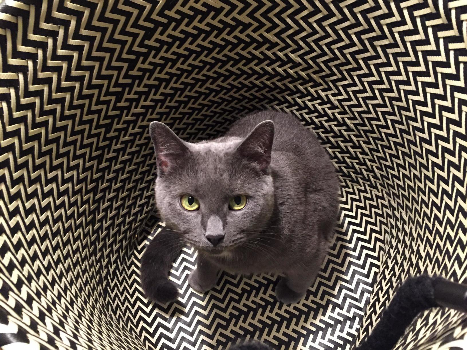 My cat felipe in the laundry basket