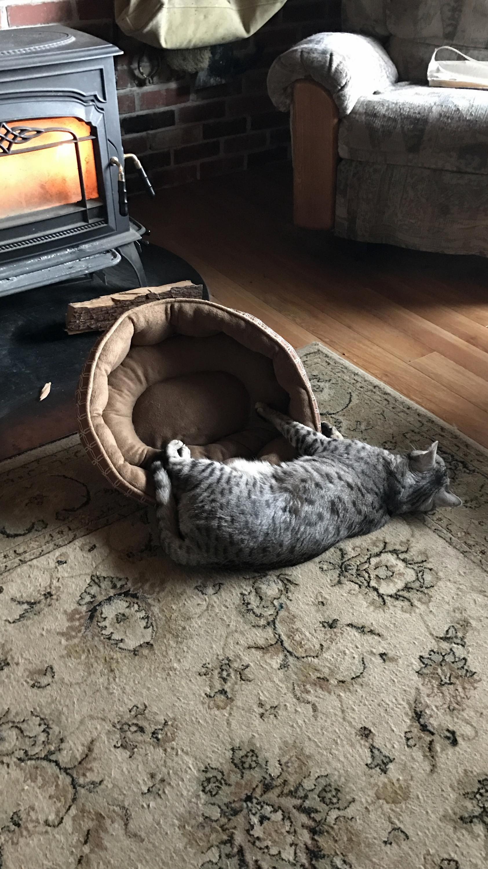My cat fell out of her bed and was too lazy to care