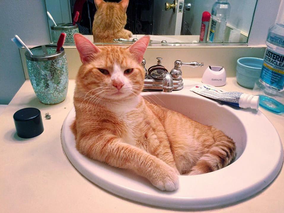 My cat lenny claiming the sink this morning.