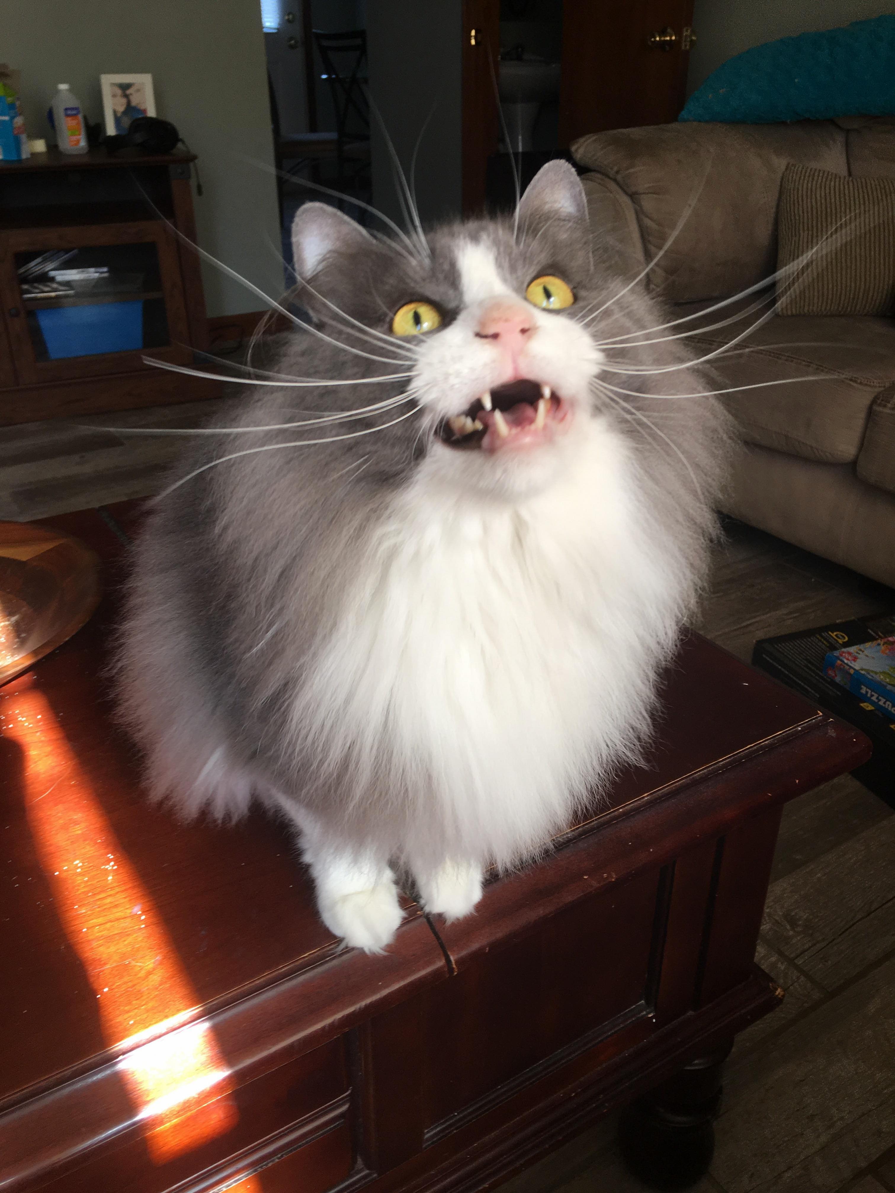 My ferocious maine coon letting out his battle roar