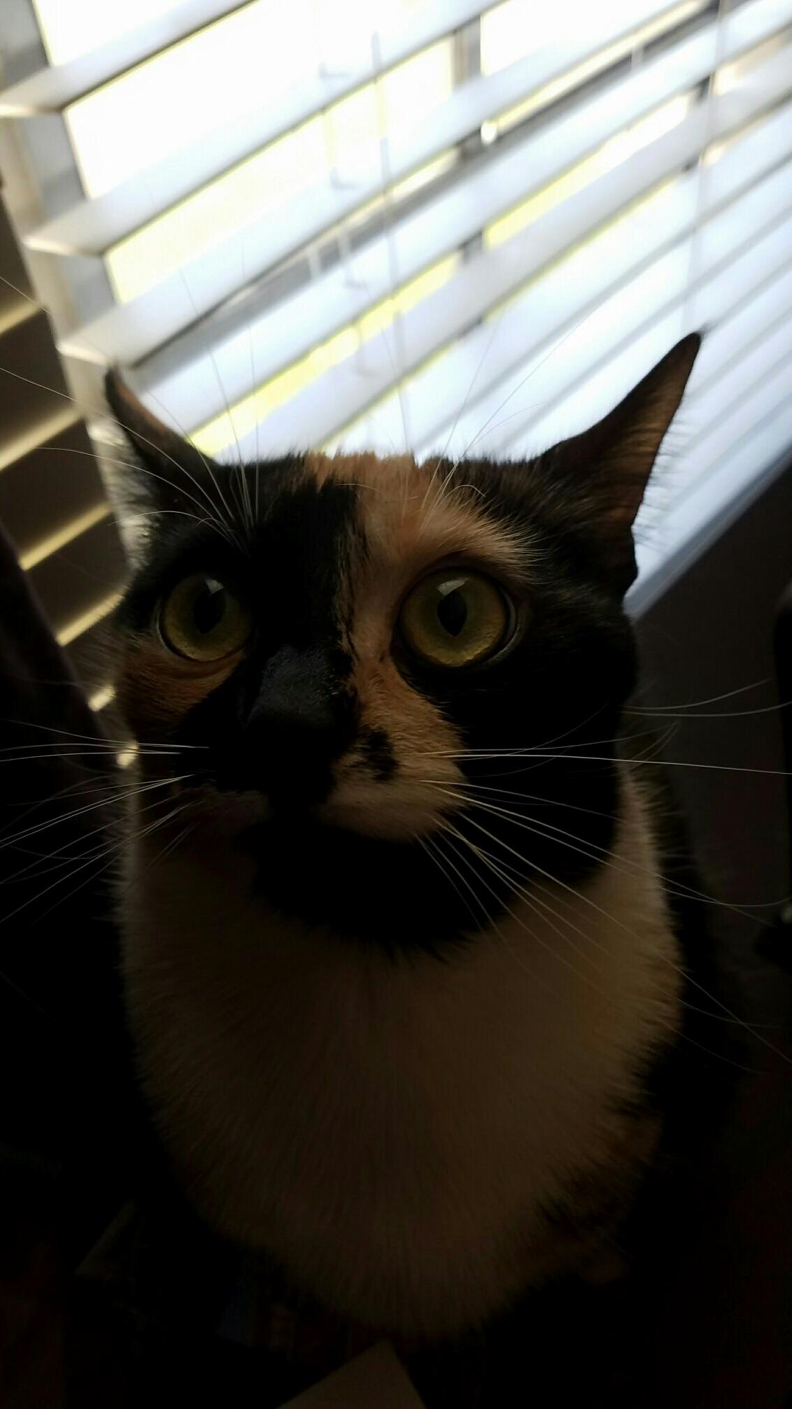 My girlfriends calico is ridiculously photogenic.