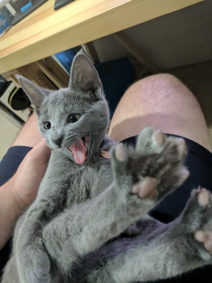 My little kitten doing a very big yawn