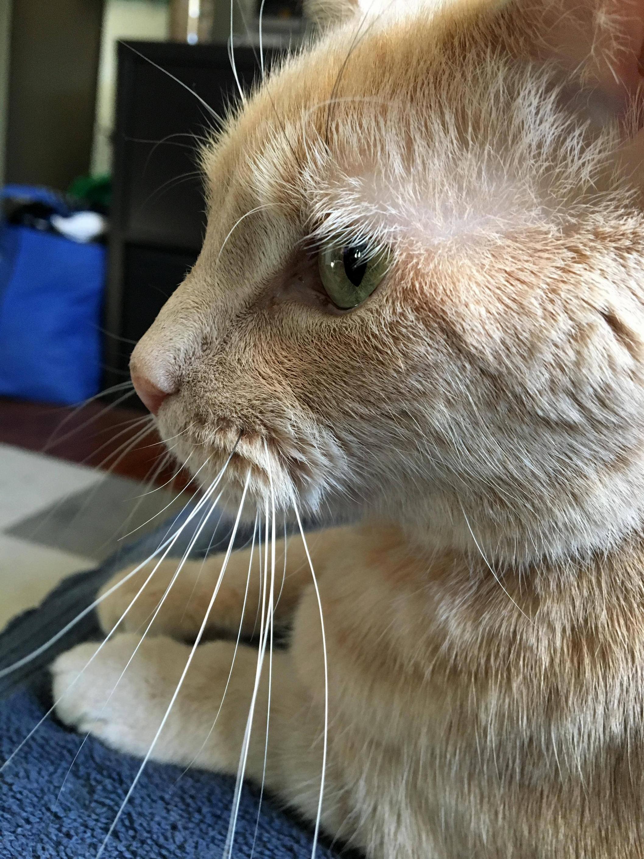 Orange cat is handsome. my frodo.