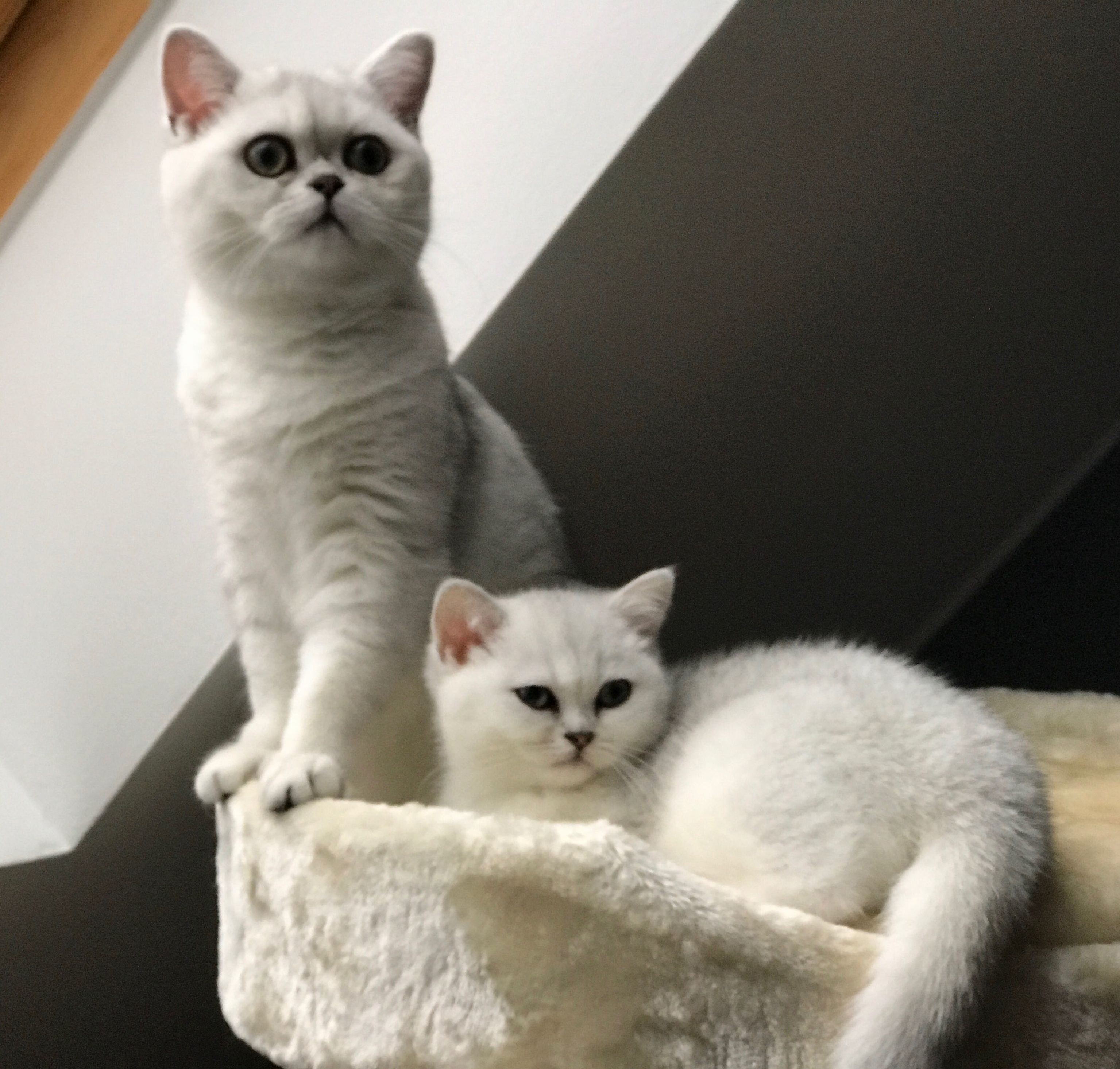 Our british shorthairs