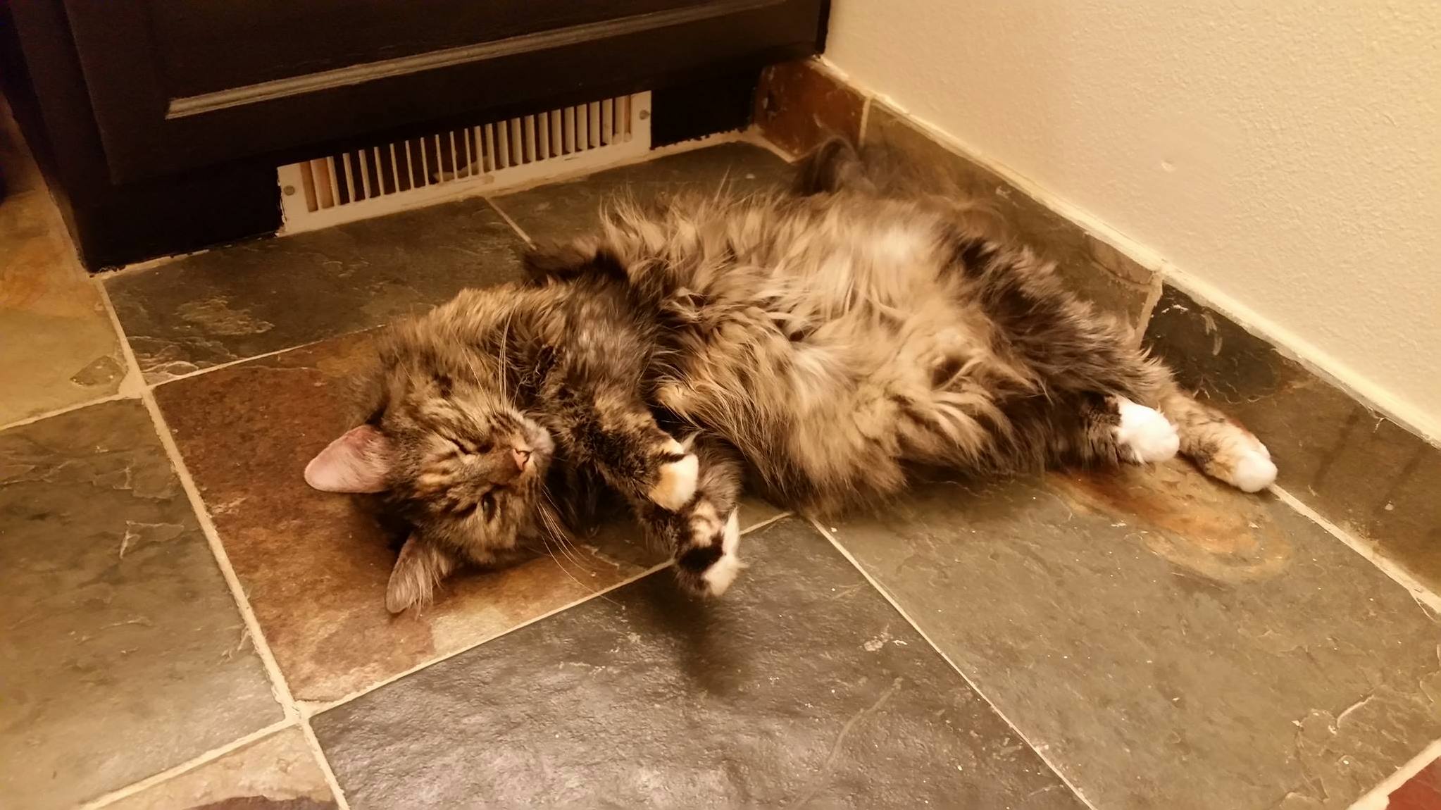 She spends a lot of time flopped like this in front of the vent. i swear we keep the entire house warm…