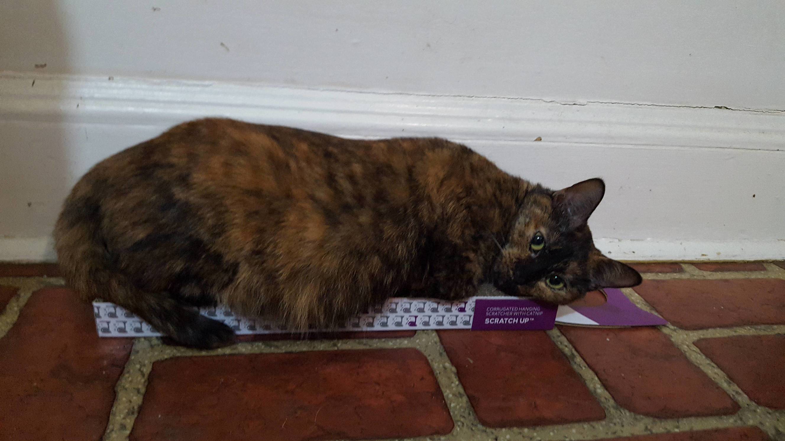 She uses her scratch pad as a bed