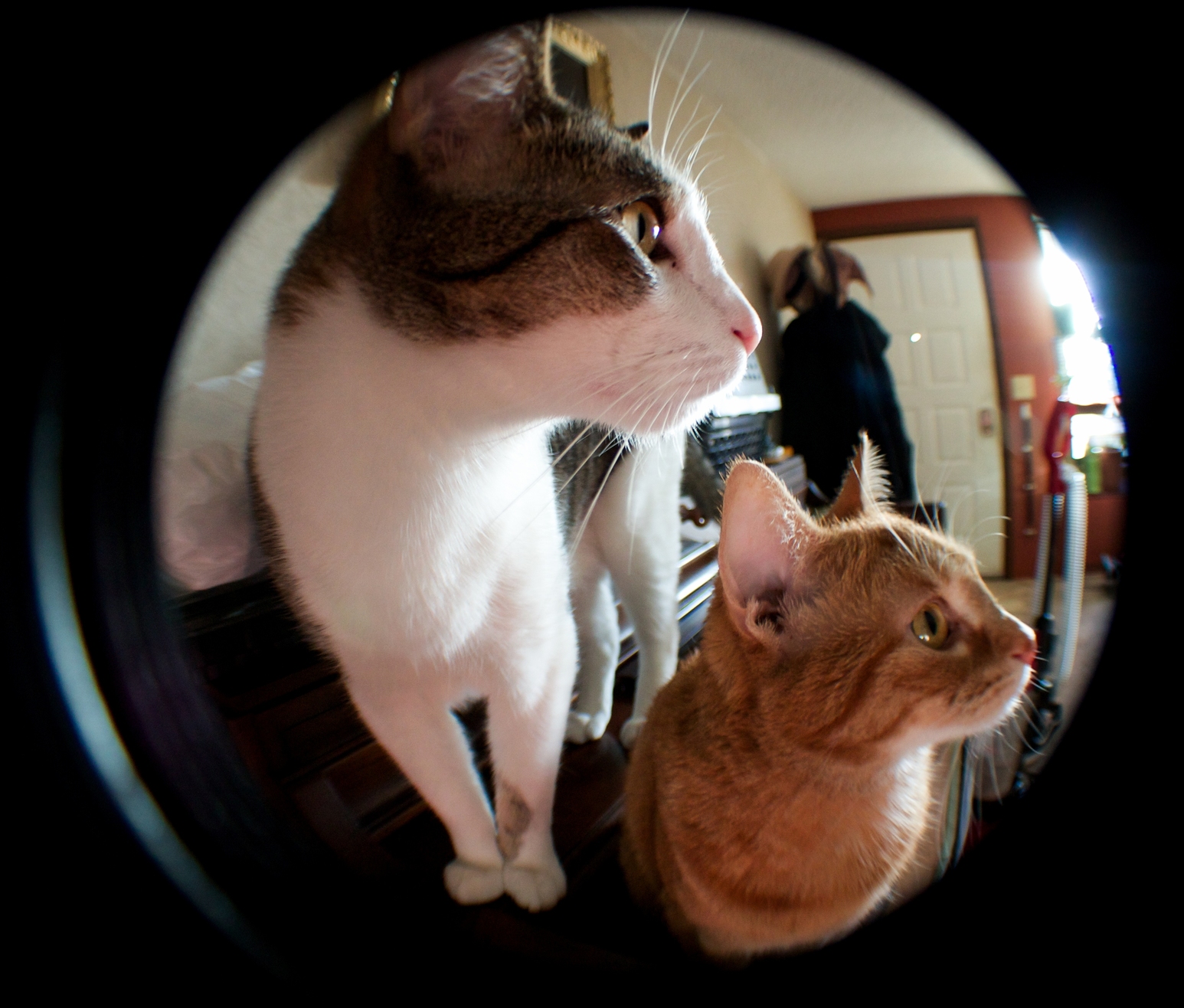 Sirius and weasley being great models for me to test out a new lens.