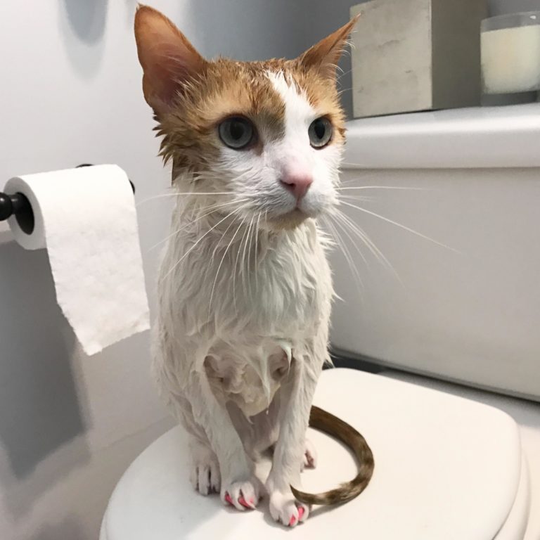 my 10 year old cat molly. she s so cute Cute cats HQ Pictures of