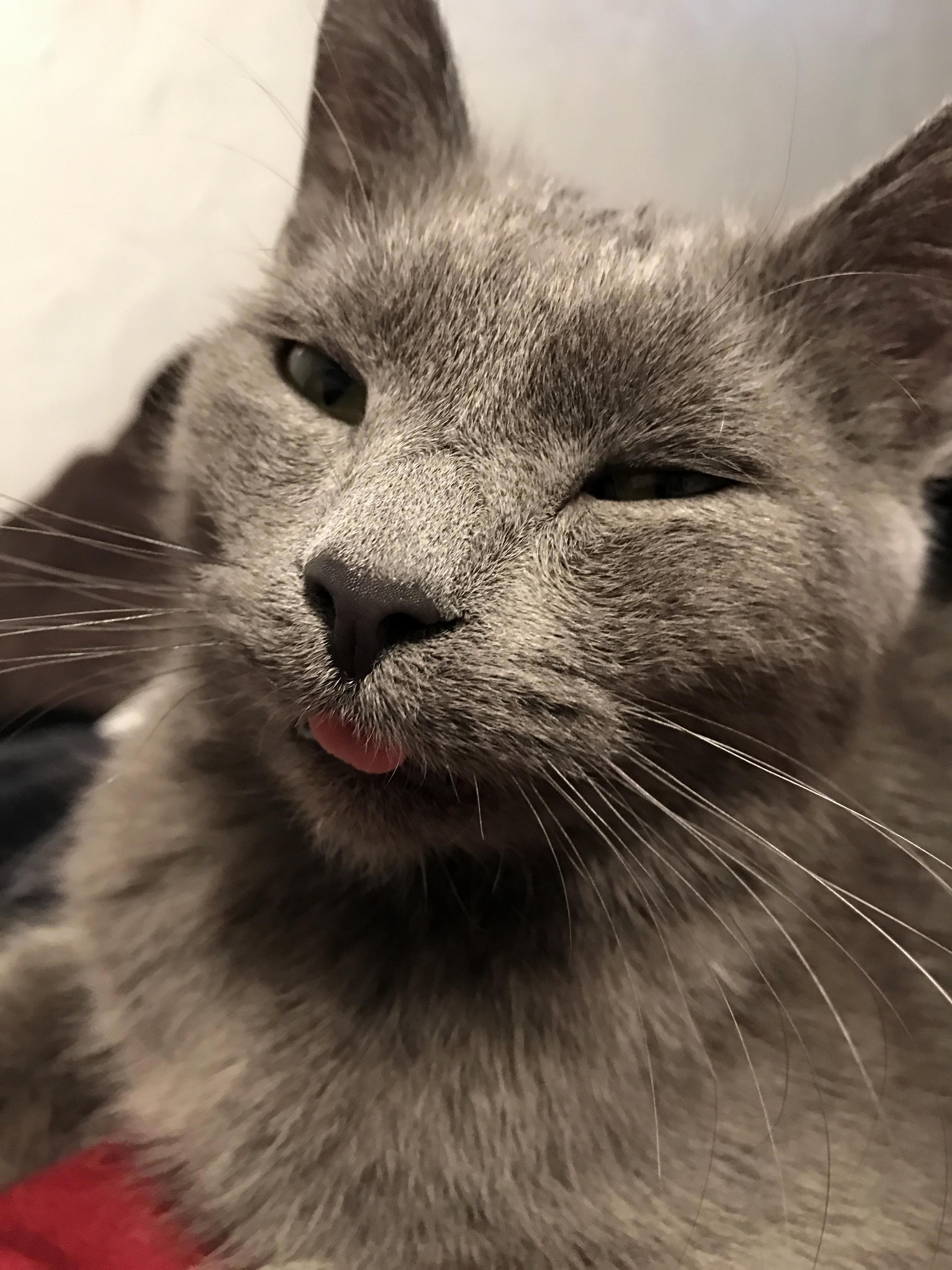 Soft and grey with a side of blep