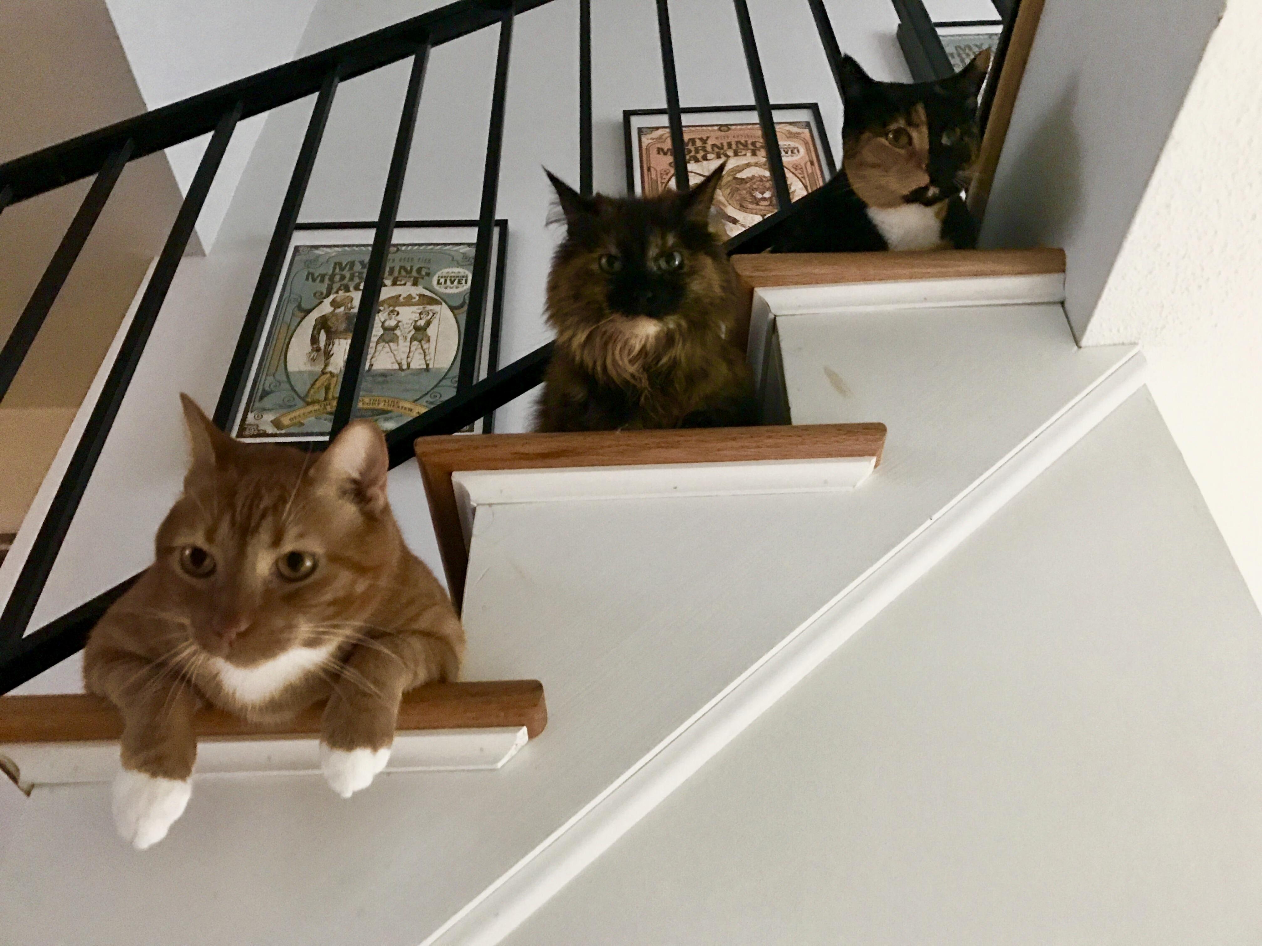 Sometimes you walk in the front door and its all cats