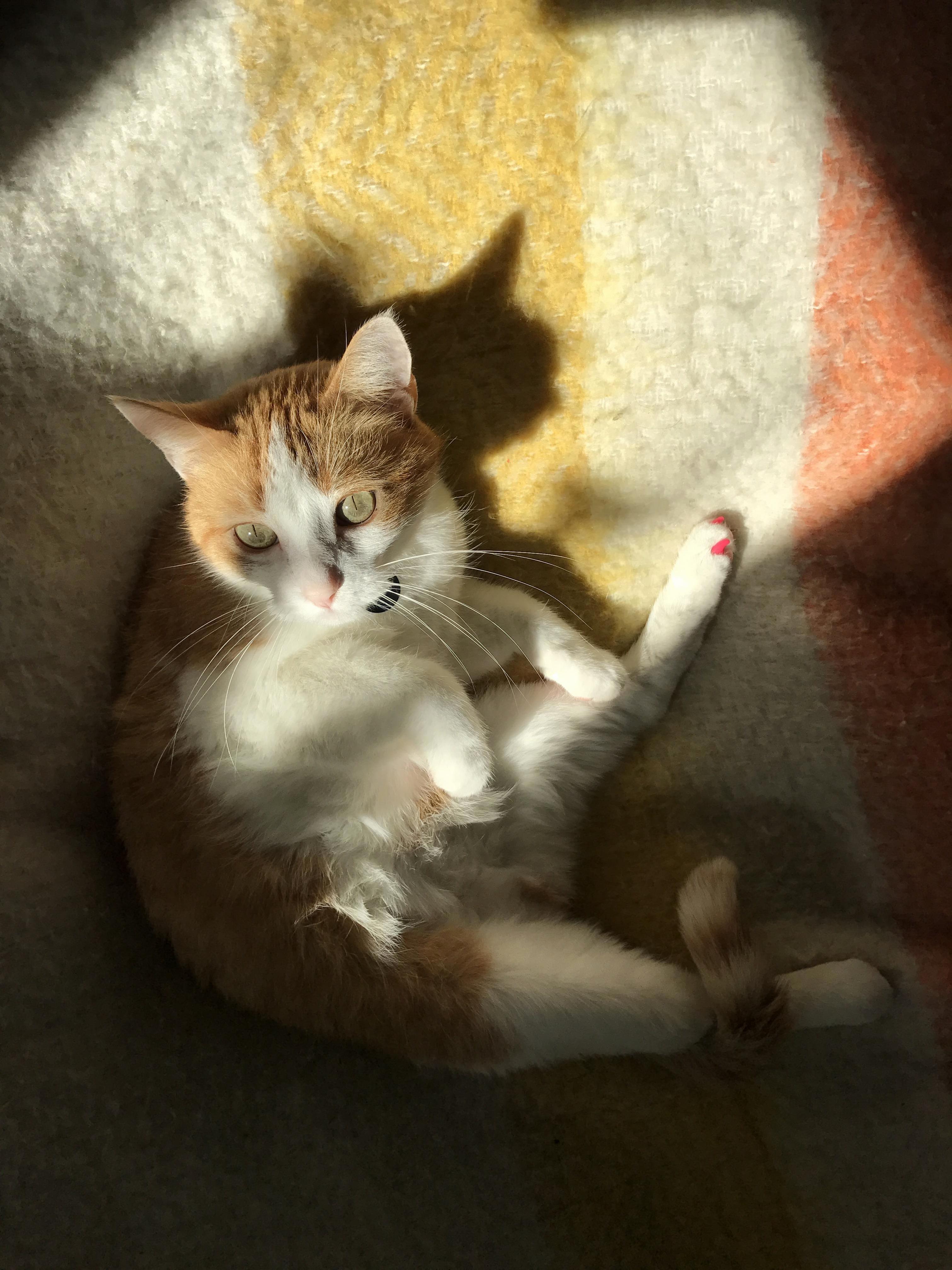 Sunshine kitty