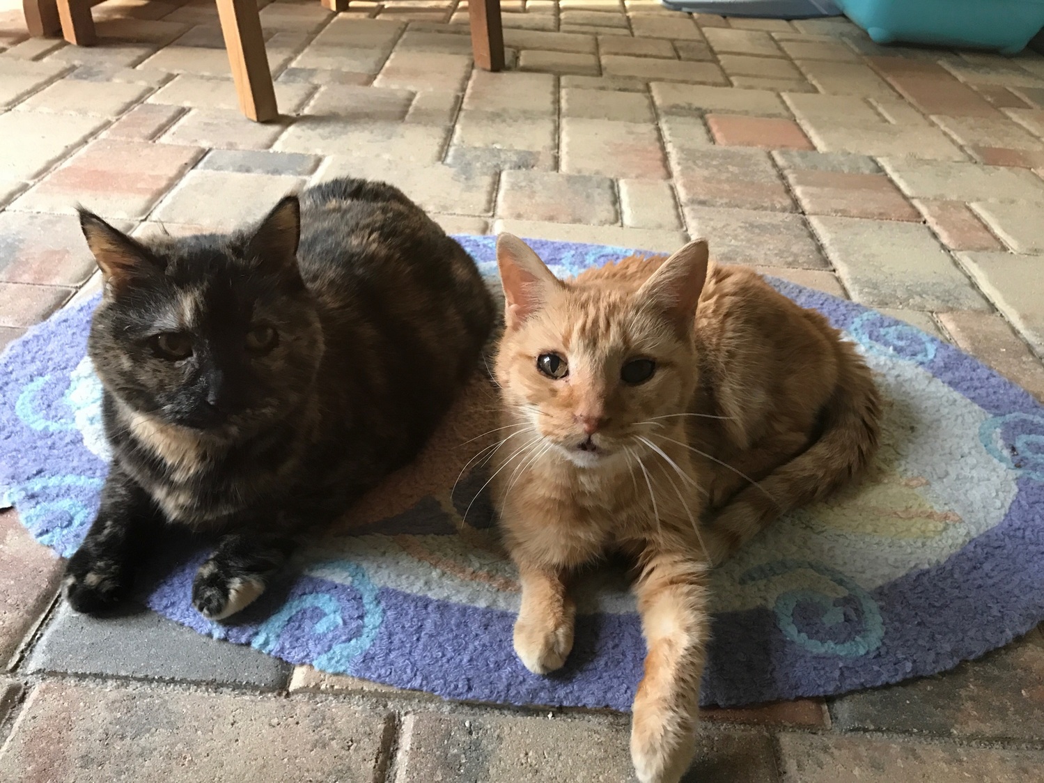 Sweetie peanut — buddies on a jellybean rug