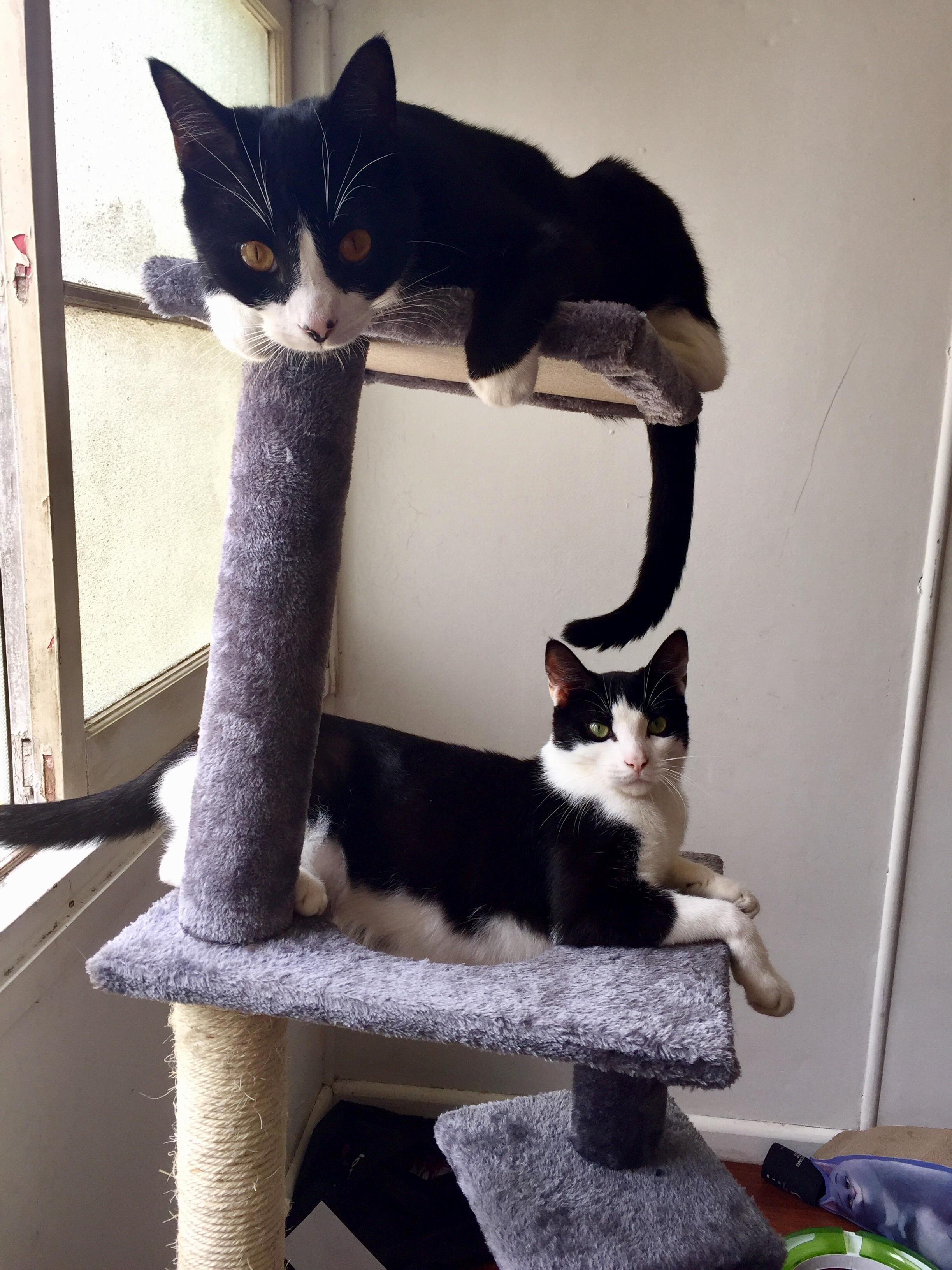The leaning tower of tuxedo