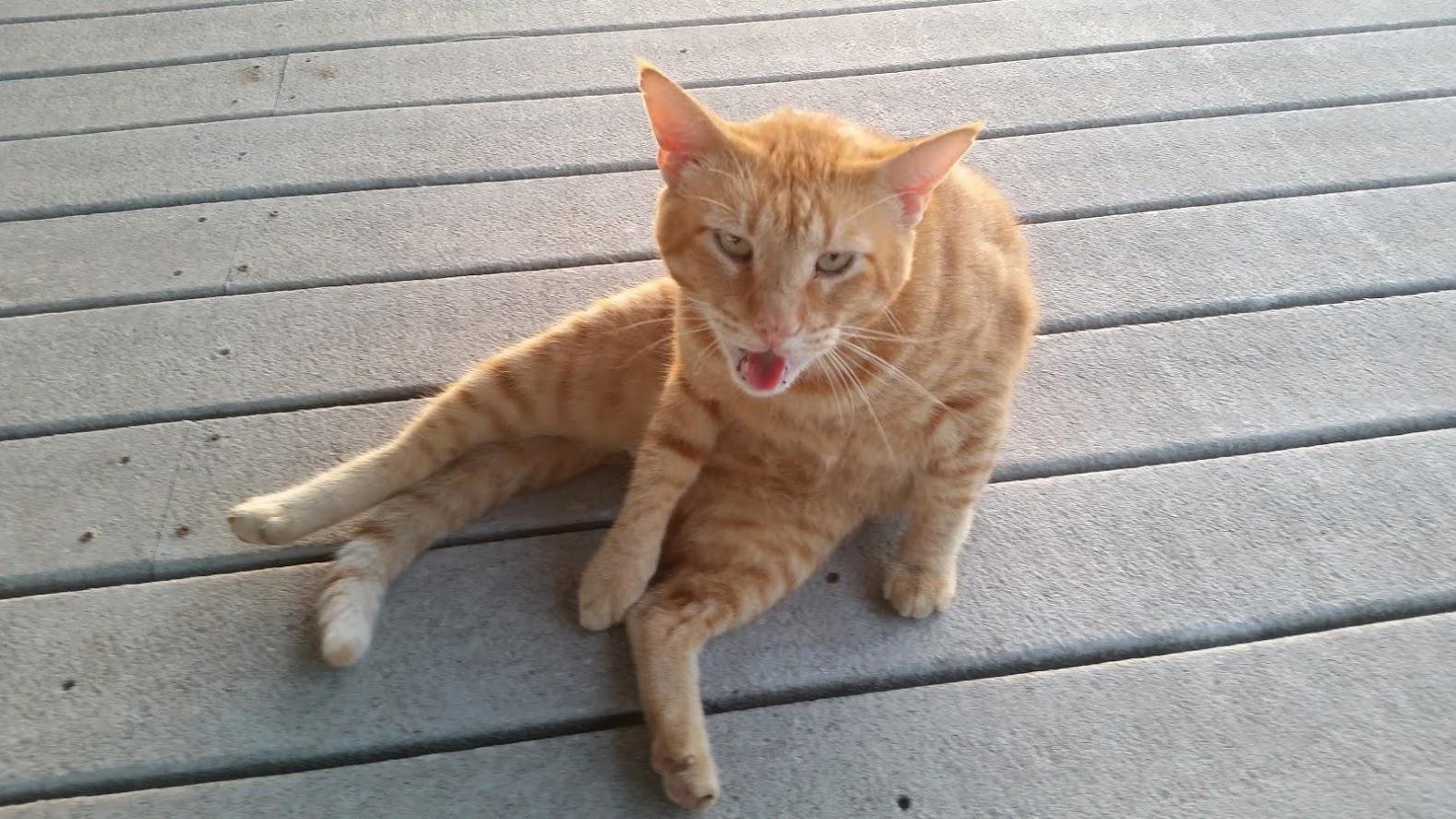 This asshole just walked on to my grandmothers dock while i was drinking my morning coffee plopped his ass down at my feet and started licking his balls.