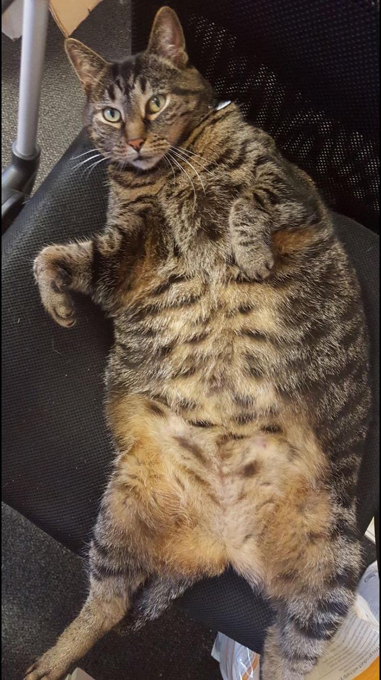 This is fat kylie the office cat on her weight loss journey