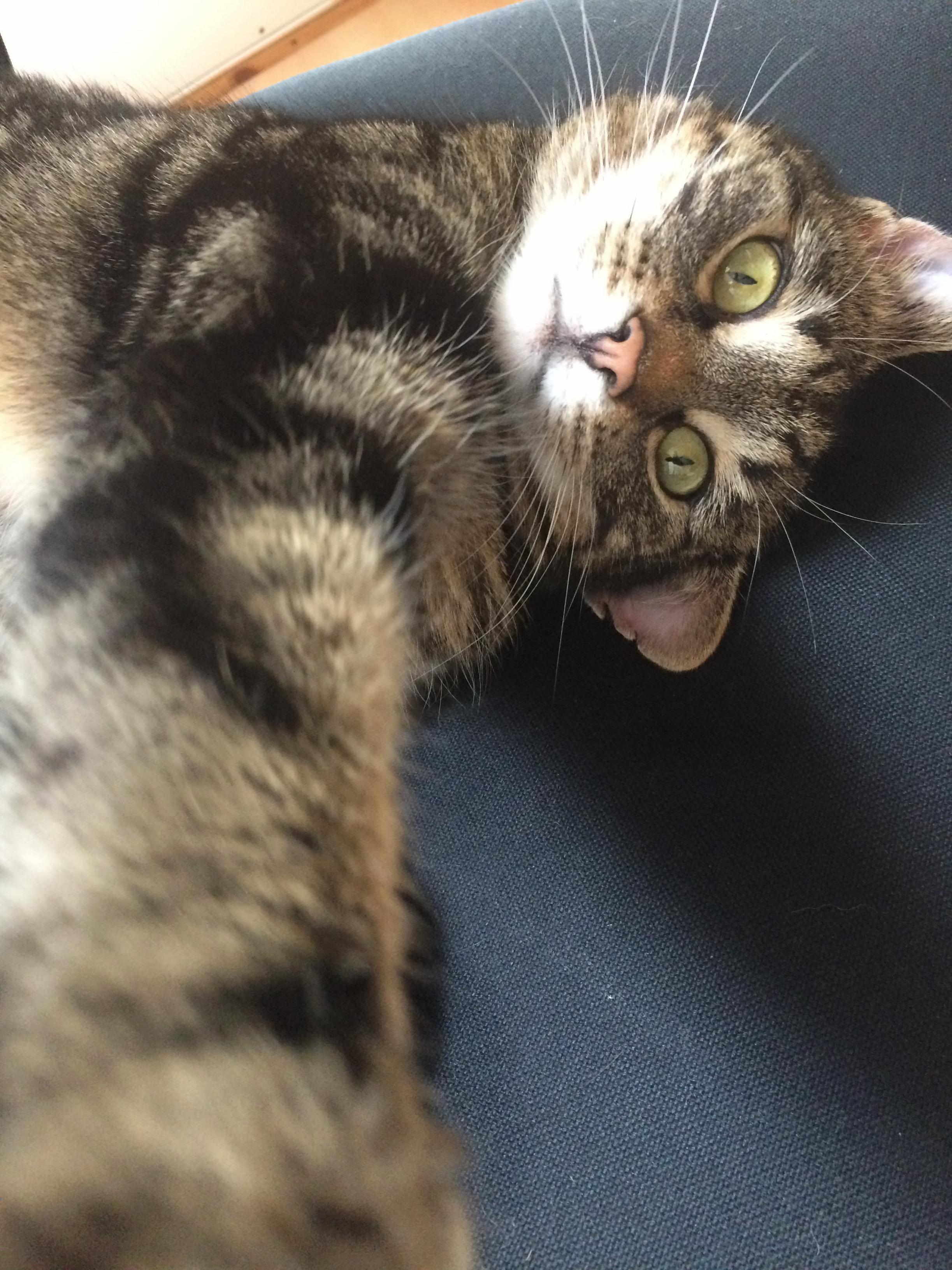 This is my cat taking a selfie.