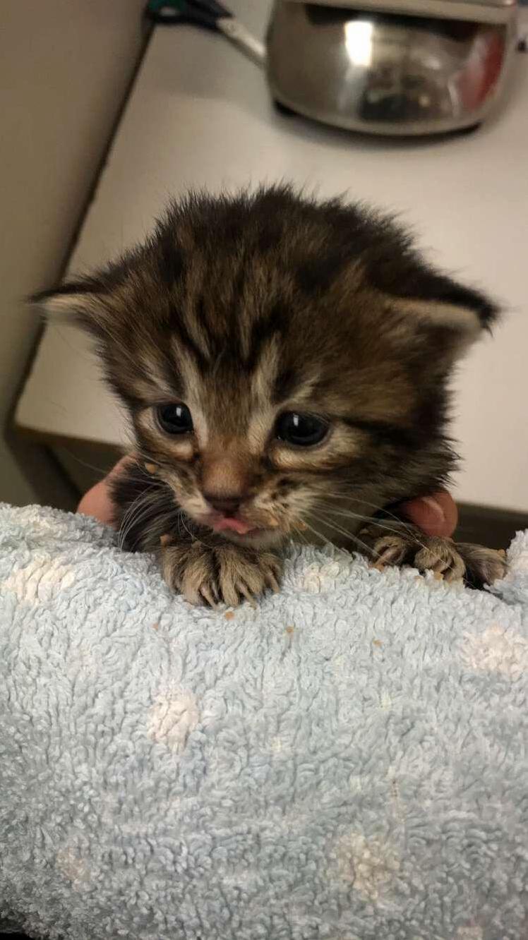 This little orphan kitten came into the shelter today we called him ben catfleck