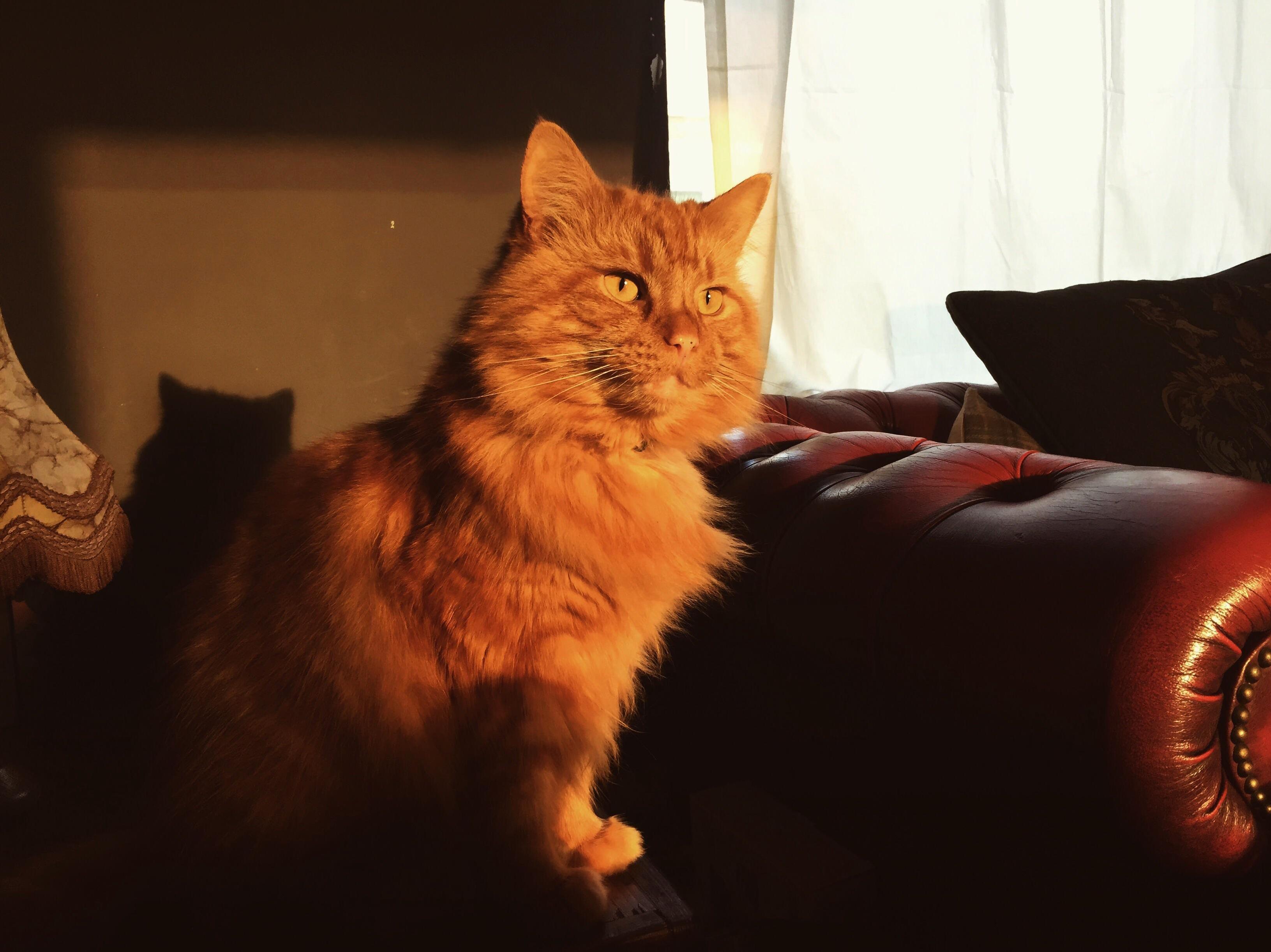Thought id let you cat lovers feast your eyes on my beautiful little lion george