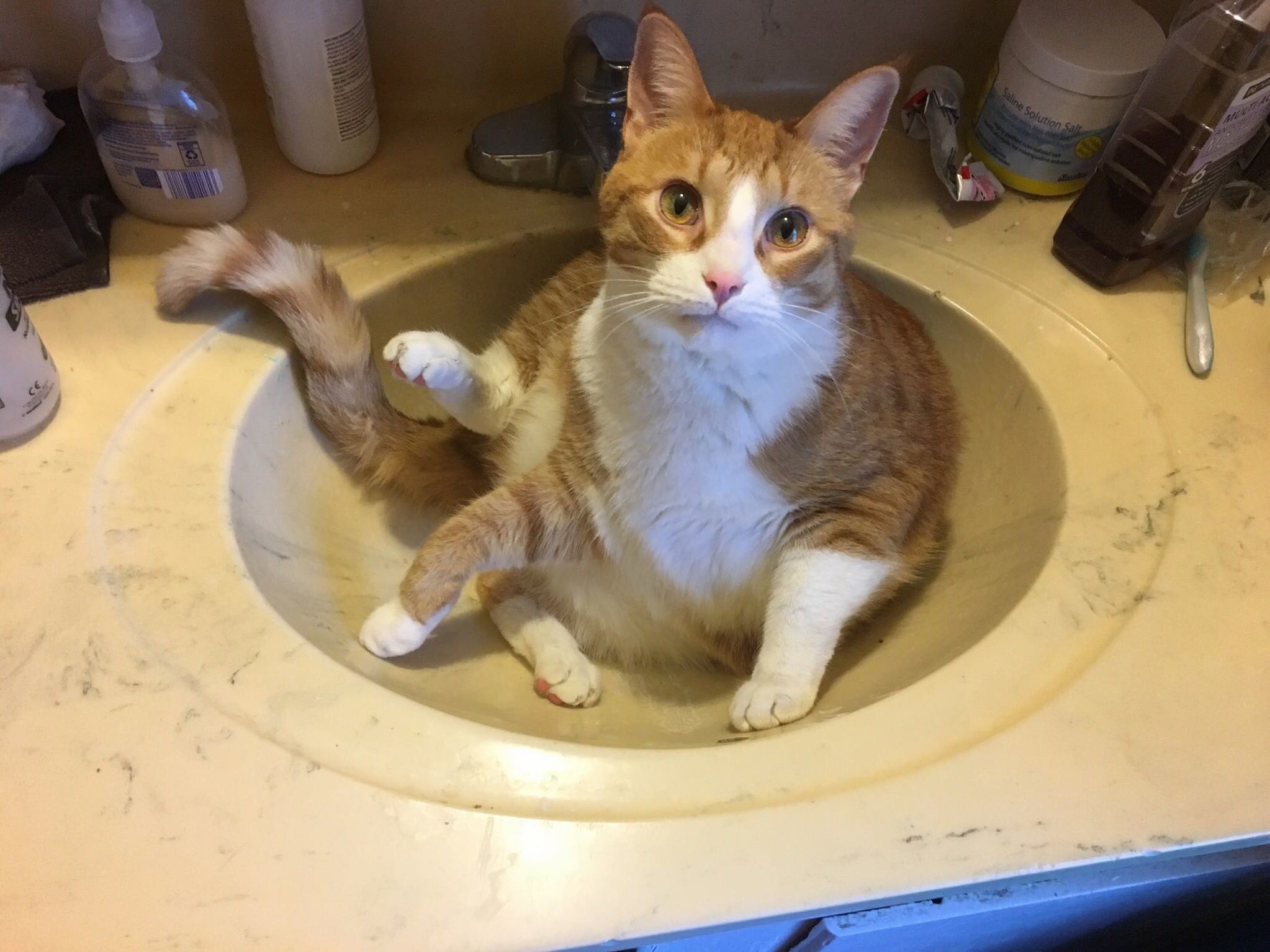 Tony soprano the cat washing his junk in the sink