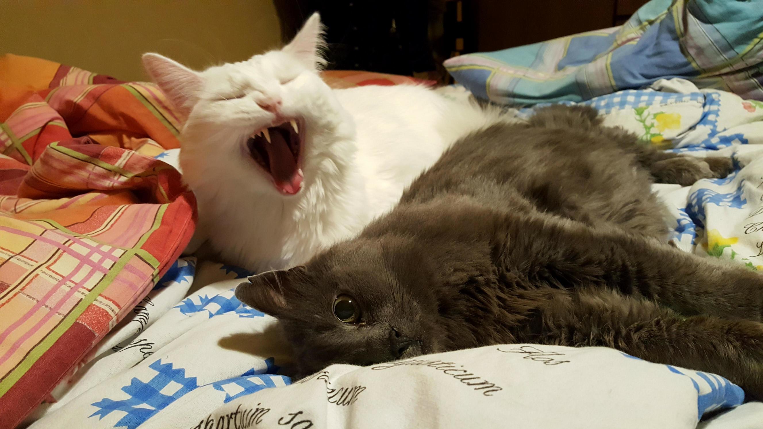 Vampire cat and his prey