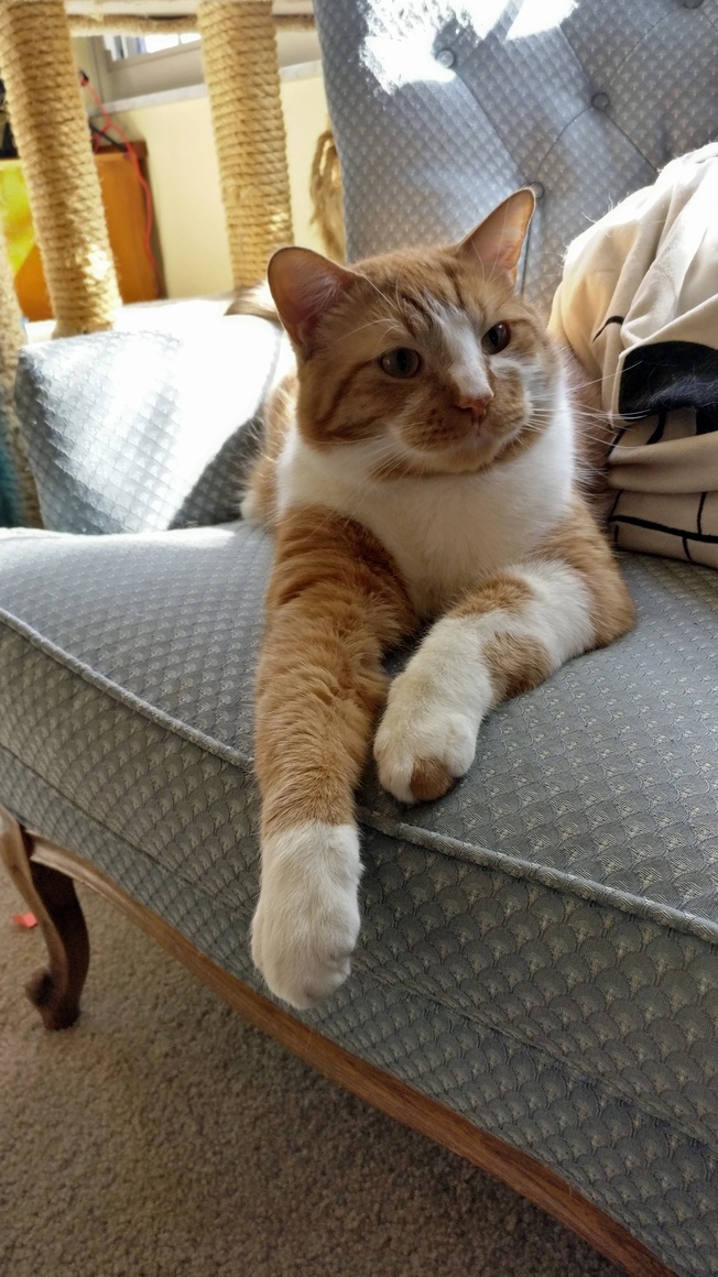 Waffles update – 1 year later he has all the comfy