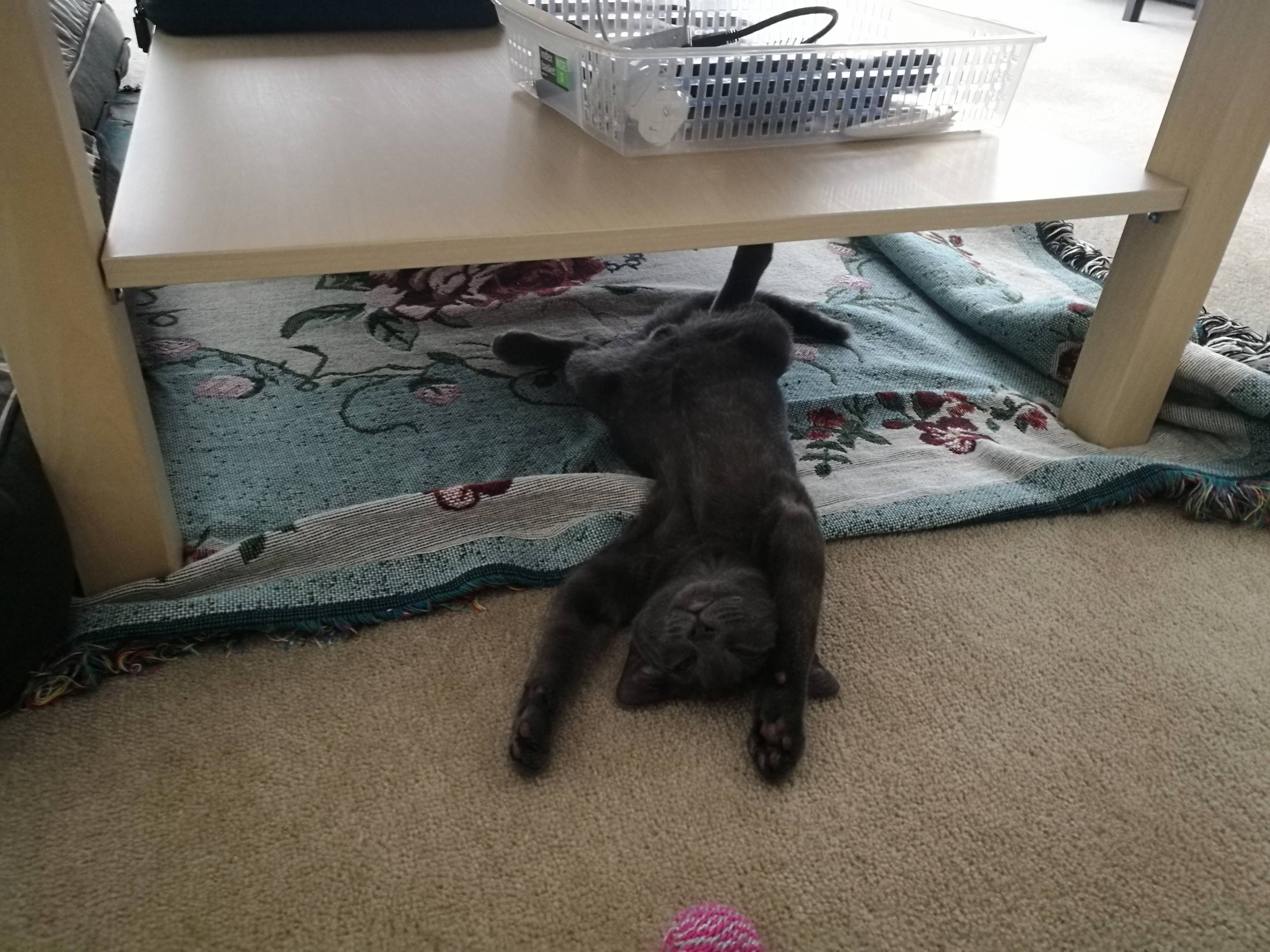 When she gets tired from all the playing she just flops over and goes to sleep like this