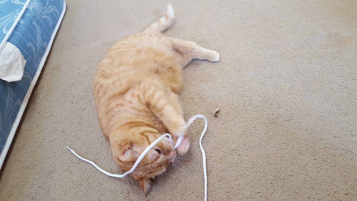 You cant be a cat unless you like playing with string