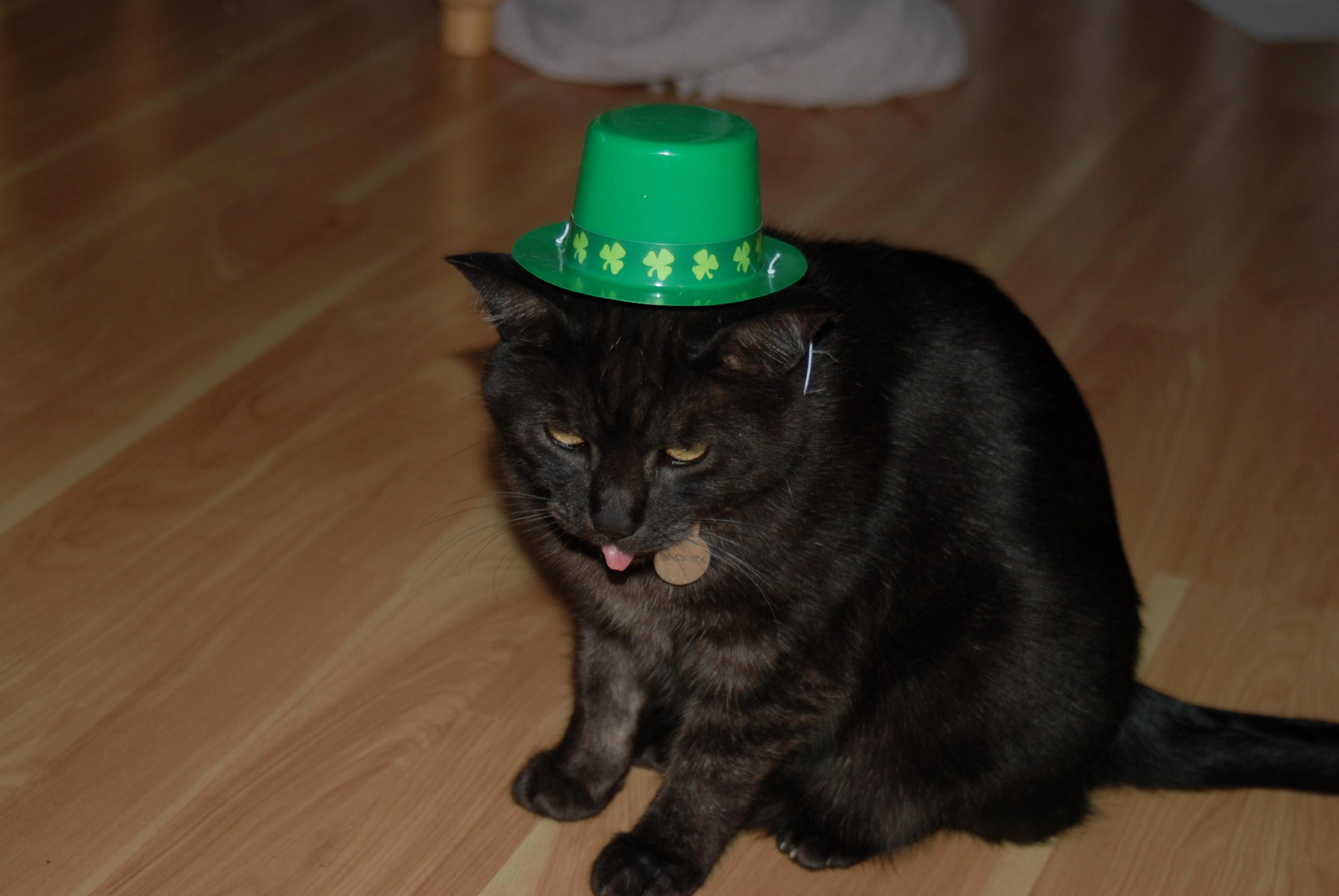 Zeppelin wants to wish you a happy st. patricks day