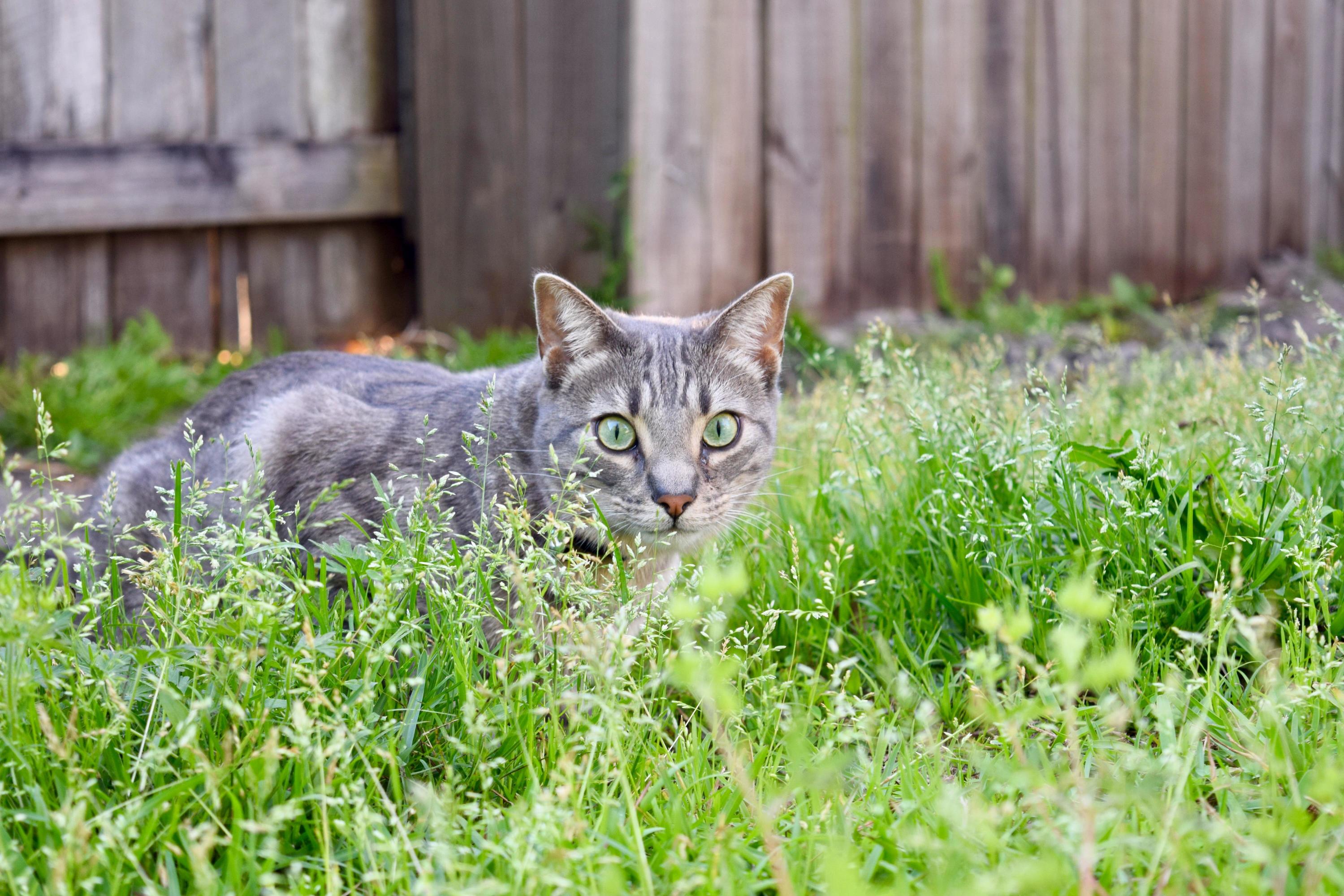 An indoor cat getting acquainted with the wild wild back yard
