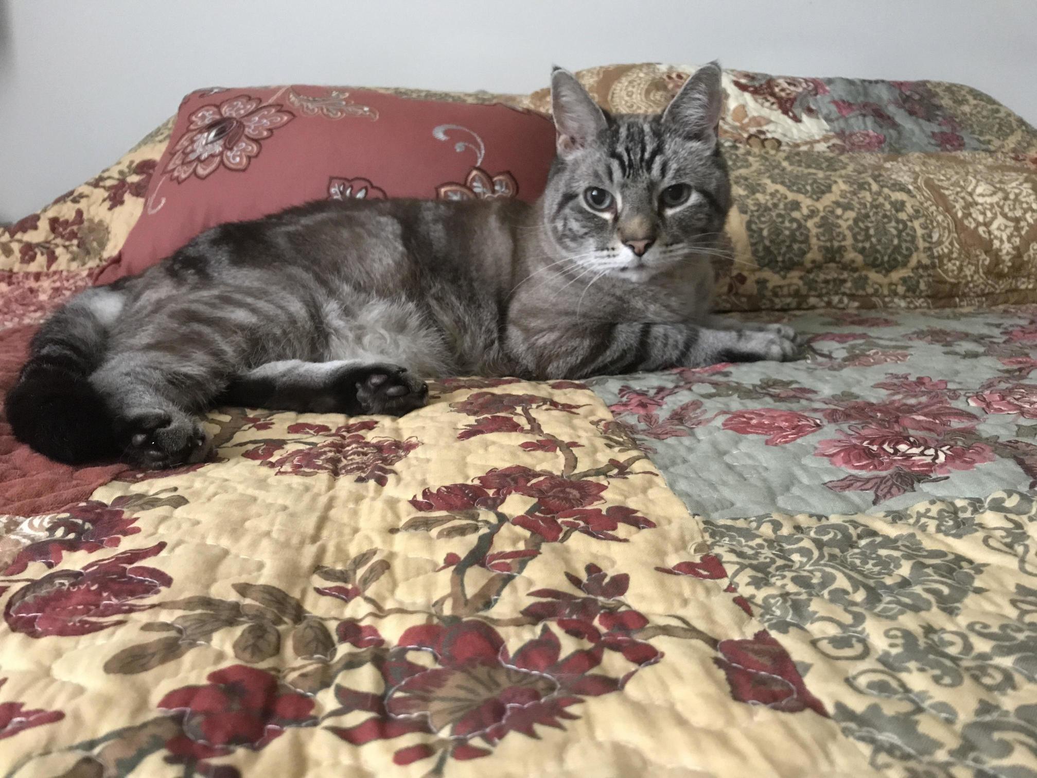 Chaucers been my fur homie for 7 years. my girlfriend moved in last september. now hes so attached to her that he hangs out on her side of the bed.