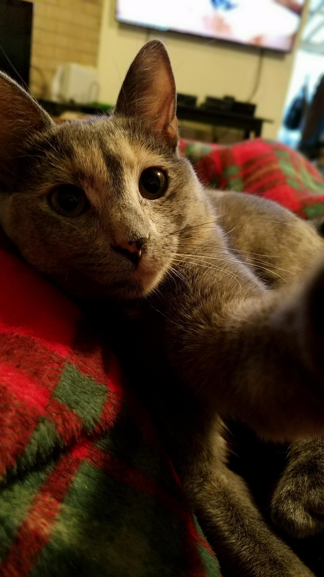 For national pet day here is ellie taking a selfie.