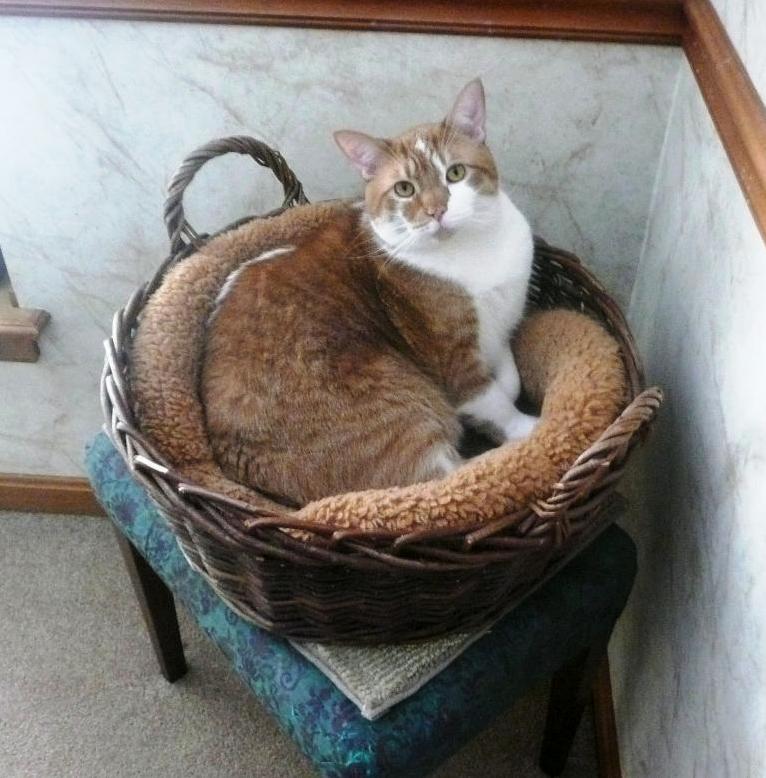He still fits in his fav basket